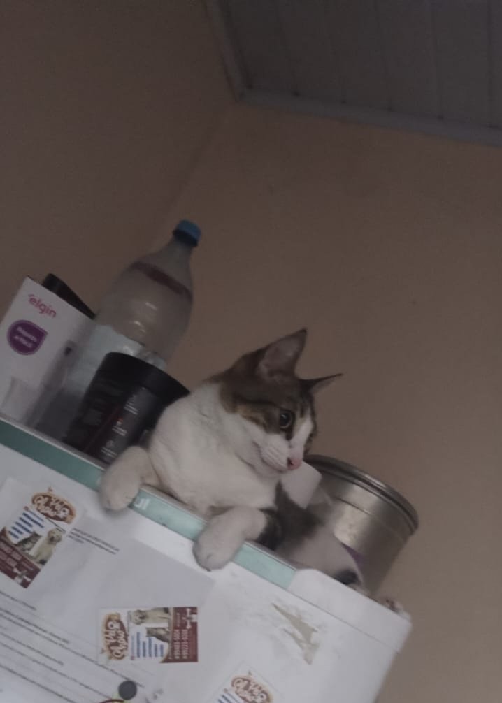 svcluminia's tweet photo. Gato é foda msm https://t.co/wvO1x1XqNh