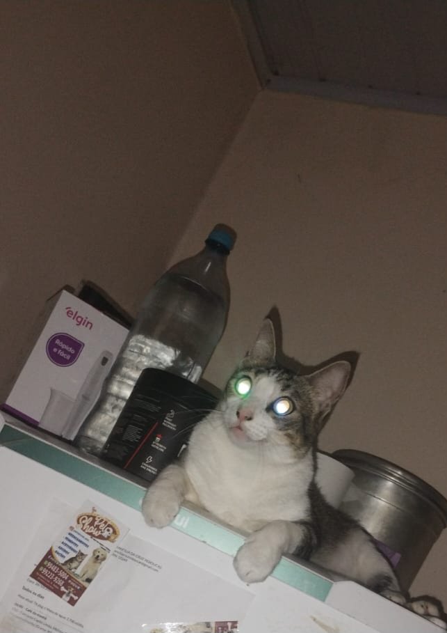 svcluminia's tweet photo. Gato é foda msm https://t.co/wvO1x1XqNh