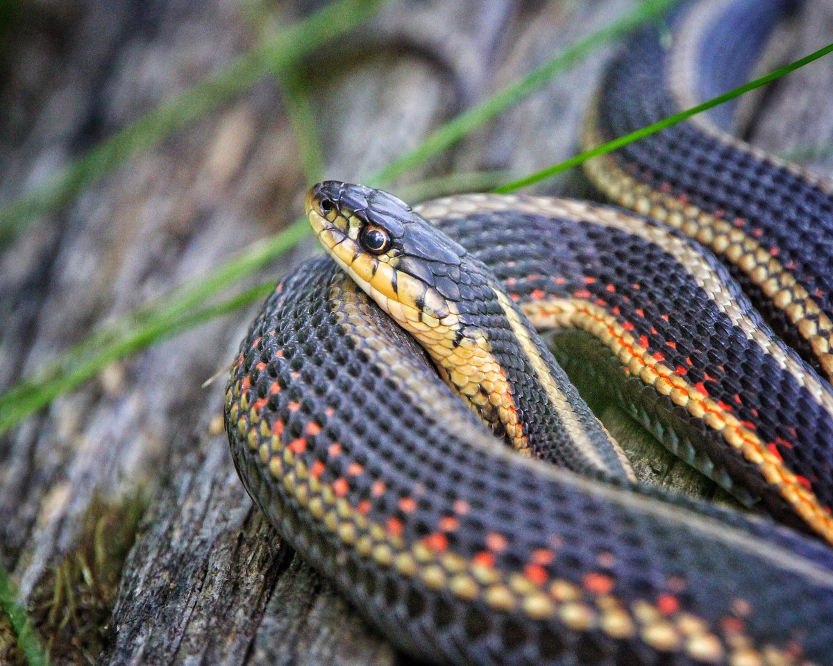 KevinHurrie's tweet photo. Garter Snake
Meleb, MB
07.04.26
.
#wildlife #wildlifephotography #snake #gartersnake #slither https://t.co/00PUrAUKpu