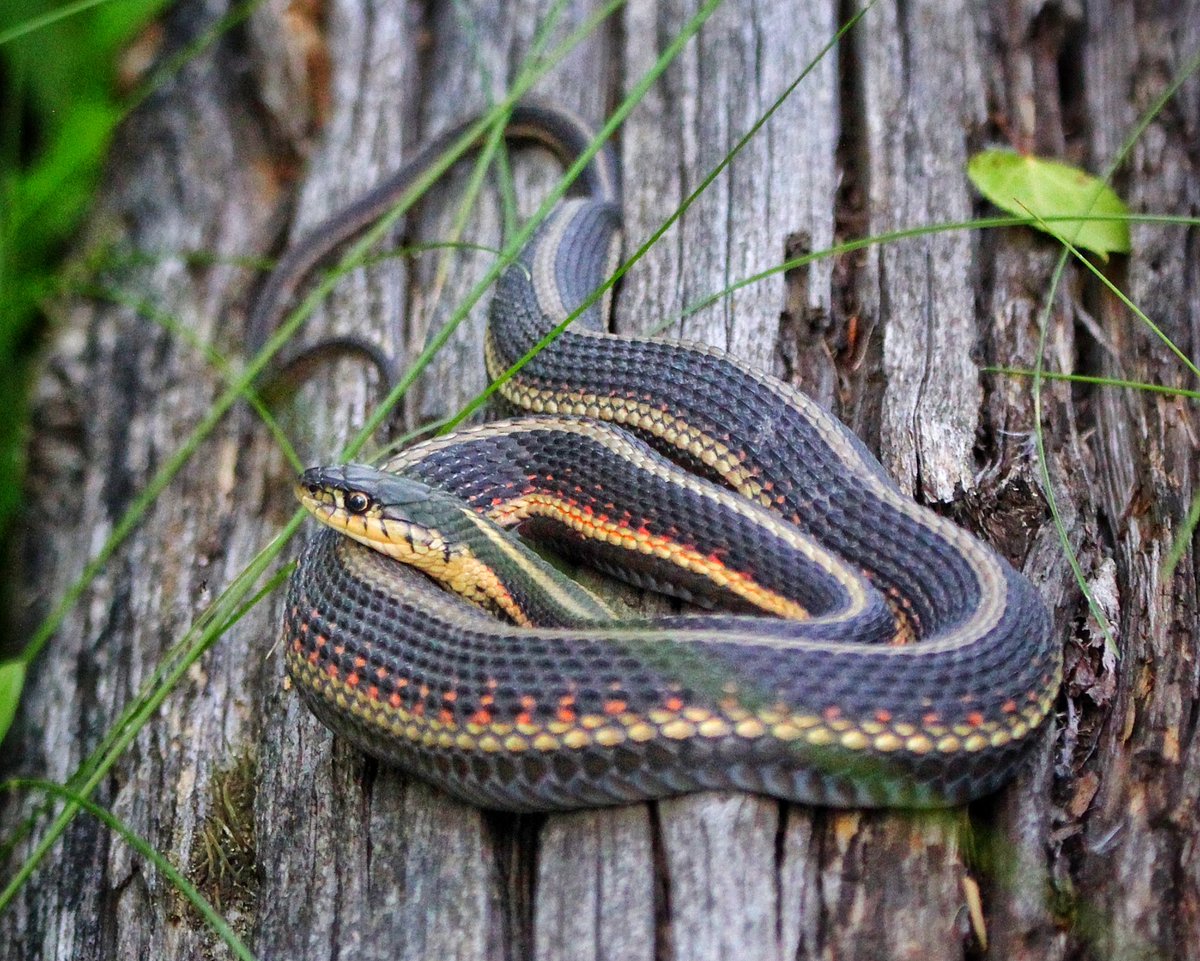 KevinHurrie's tweet photo. Garter Snake
Meleb, MB
07.04.26
.
#wildlife #wildlifephotography #snake #gartersnake #slither https://t.co/00PUrAUKpu
