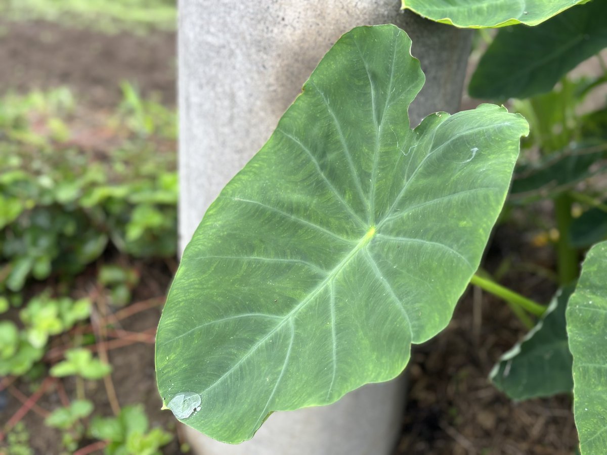 higesan39's tweet photo. おはようございます〜❣️
雨は上がったみたいだけど…

なんか #おはやもたん 
写真ばかり上げてる気がする…🦎💦

#マイあさ #上尾市 https://t.co/NeOf204AL6