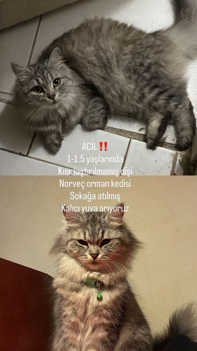 tipikbikova's tweet photo. Bakımsızlıktan balkondan atlayan kediyi geçici olarak annem evine aldı ama hem taşınıcakları için hem annem bakabilcek sağlık durumunda olmadığı için sokağa bırakmak zorunda kalıcaklar. Nasıl bir yol izleyebiliriz lütfen yardımcı olabilcek varmı ? #kedisahiplendirme https://t.co/DCWZ956oyr
