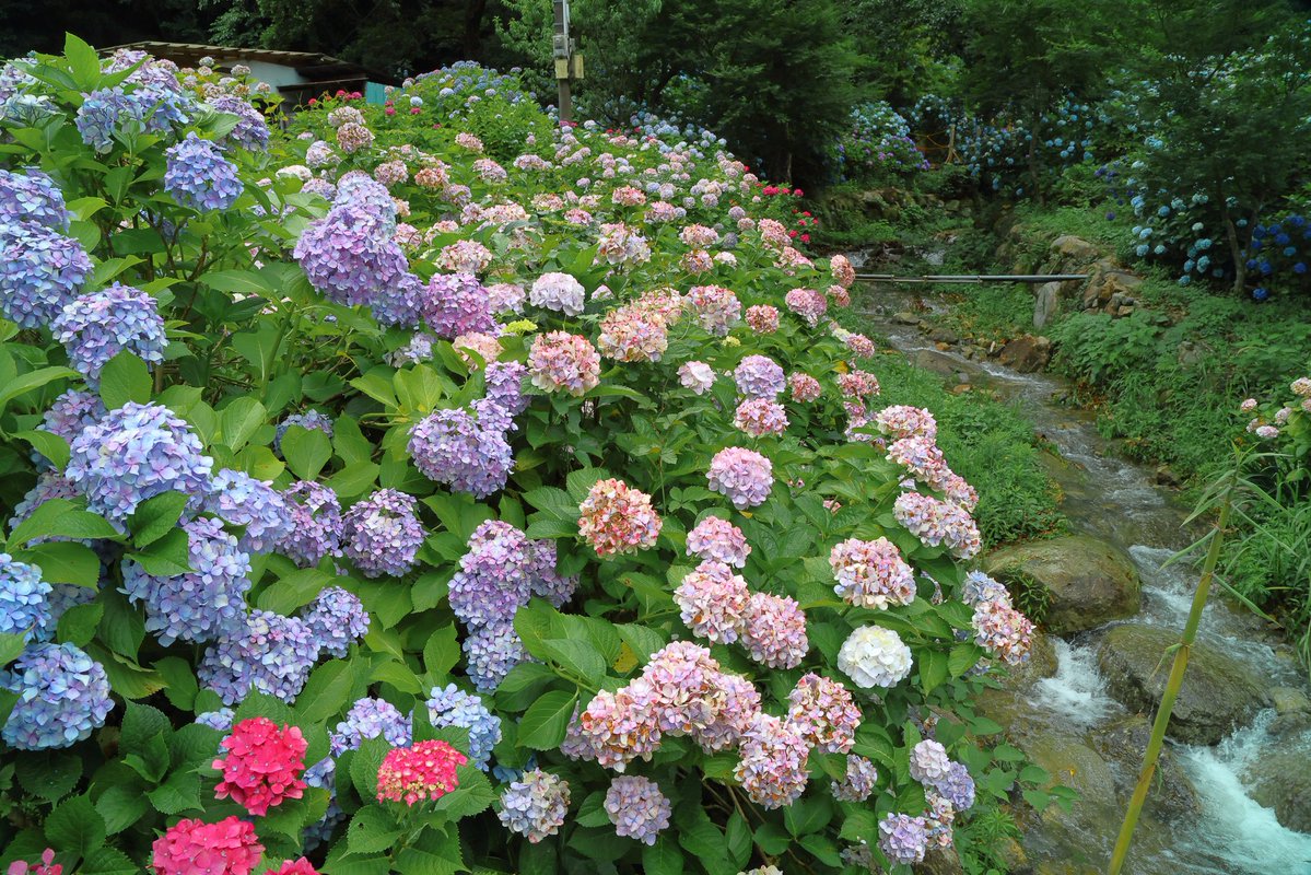 5828W's tweet photo. おはようございます
滝と紫陽花
ももとりあじさい園の小さな滝と紫陽花はいい絵になります
欲を言えば滝の周りに紫陽花が咲いていると最高なんですがねー
#ももとりあじさい園 https://t.co/PNPc5ptoz1