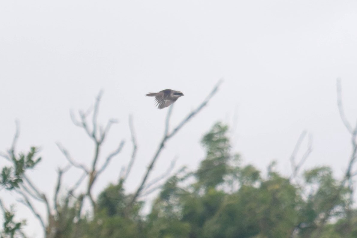 liamreid85's tweet photo. Long-Tailed Shrike was not on my radar when I woke up this morning. Very elusive but eventually managed some brief views today near Crail @FifeBirdNews https://t.co/MsiL9BKPF1