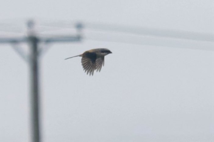 liamreid85's tweet photo. Long-Tailed Shrike was not on my radar when I woke up this morning. Very elusive but eventually managed some brief views today near Crail @FifeBirdNews https://t.co/MsiL9BKPF1