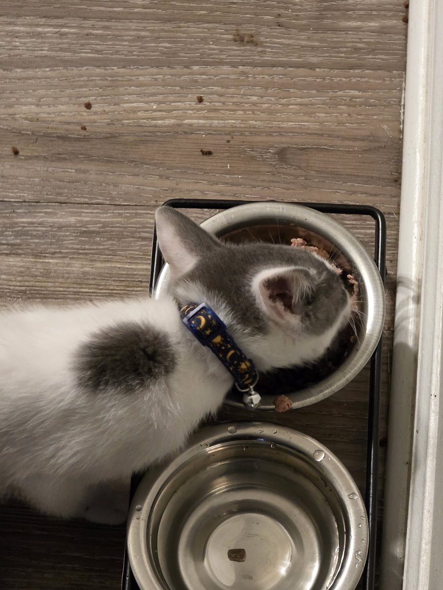 Starri_Dust's tweet photo. bro likes his slop 😭

(hes a messy eater :[) https://t.co/ahcIyIgDTN