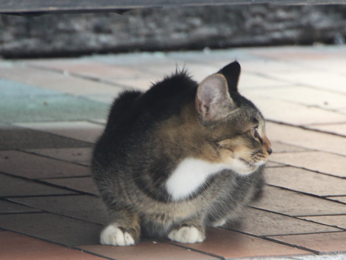 akenanko's tweet photo. #月曜日猫あっぷ
＃おかかさんとカリカリ君。猫絵 や猫イラスト の下絵、デッサン用、猫（写真）集め・・・など利用価値があるようでしたら、過去シリーズ含めてご自由にお使いください。連絡不要です。＃猫 ＃猫写真 ＃猫絵 ＃フリー素材 https://t.co/GgREV02YnU