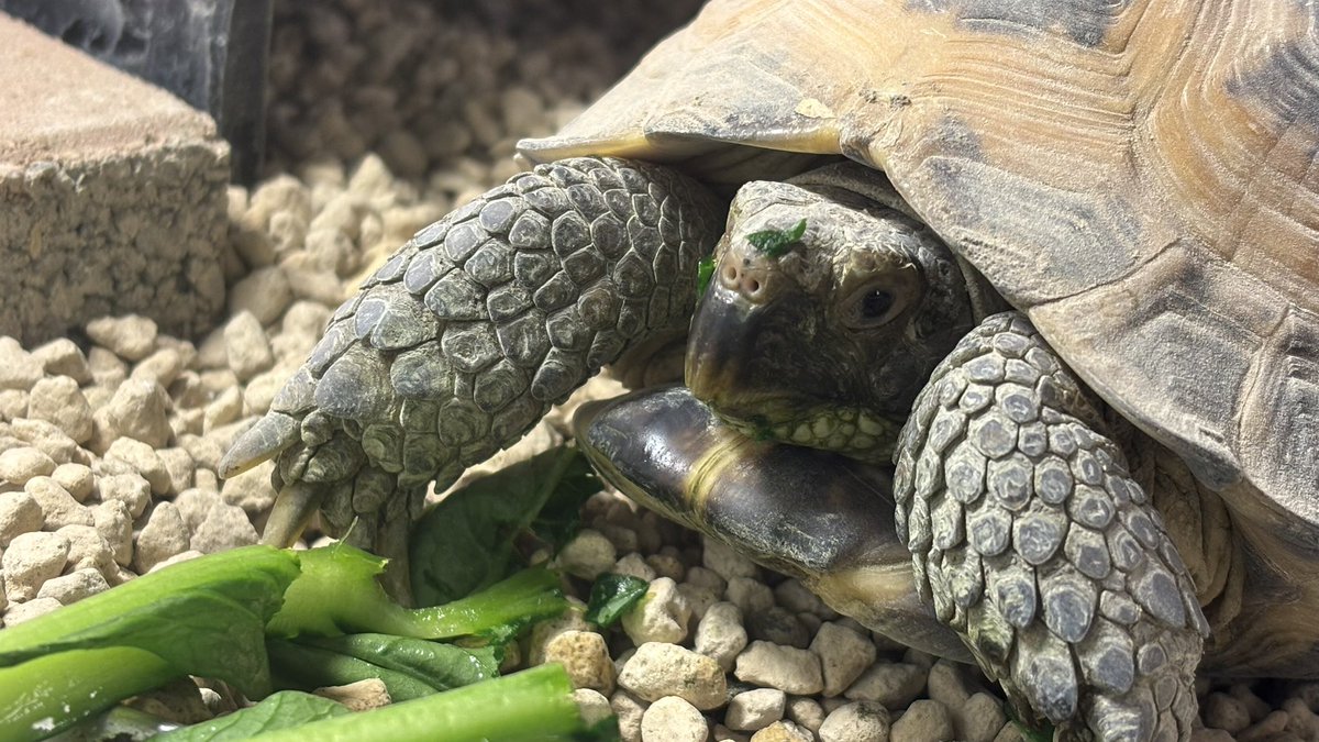 reptiles_ito's tweet photo. おはようございます🐢
元気に頭で食べてます🐢
#ロシアリクガメ　いちのめ https://t.co/o0eFk1OE9s