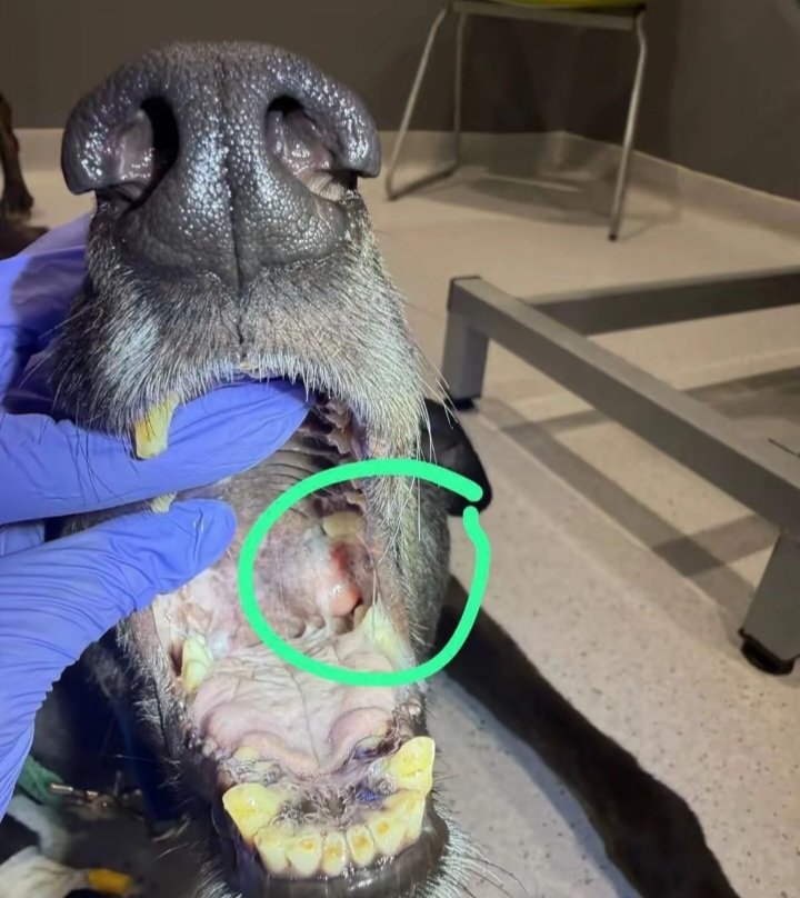 Matthewtratt's tweet photo. @NatureUnedited It turns out she has a big abscess and infection inside and needs an operation 😩She’s on antibiotics now and will be operated on soon to remove some teeth causing the problem. 
Donate 👇  PayPal email: pawscatsrescue735@gmail.com 

SHARE THIS POST https://t.co/qSixK5LYCc