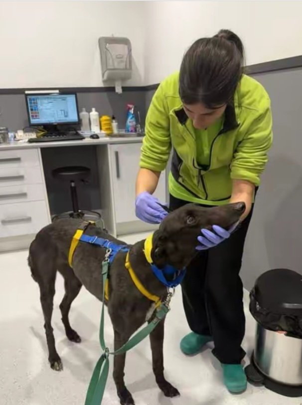 Matthewtratt's tweet photo. @NatureUnedited It turns out she has a big abscess and infection inside and needs an operation 😩She’s on antibiotics now and will be operated on soon to remove some teeth causing the problem. 
Donate 👇  PayPal email: pawscatsrescue735@gmail.com 

SHARE THIS POST https://t.co/qSixK5LYCc