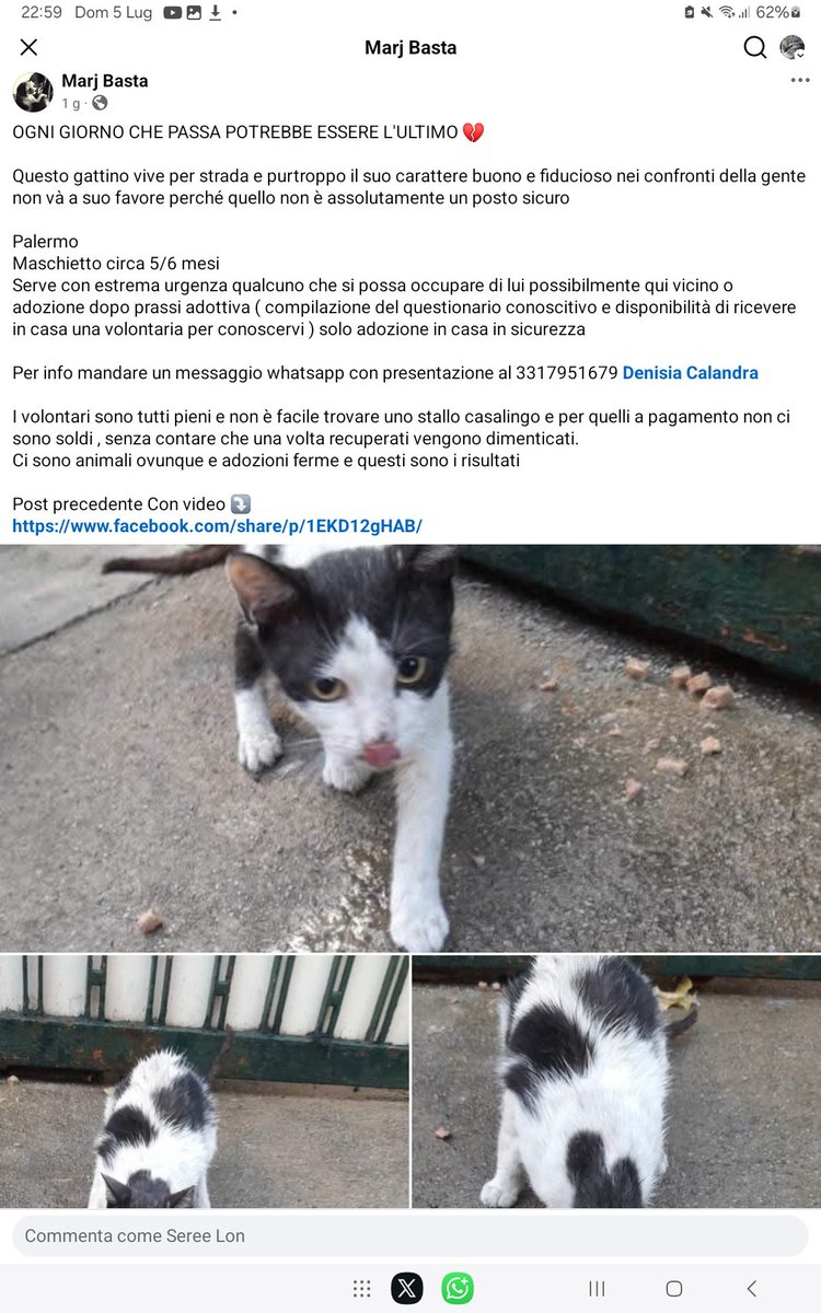 unonlus's tweet photo. URGENTE! #Gattino di 5-6 mesi #cercafamiglia a Palermo. Carattere buono, vive per strada e non è sicuro. Solo adozione in casa in sicurezza con prassi adottiva. Info WhatsApp: 3317951679 (Denisia Calandra). Aiutiamolo! 1000080245.jpg #mari #adozione #Palermo #gatti https://t.co/tcqiy8nnKb