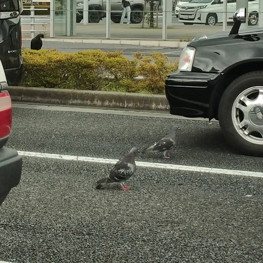 Jako_ib's tweet photo. タクシー待機所で鳩が餌を探していて、それをカラス(左上)が見ています。
鳩はクルマの下に潜ります。
アスファルトの色が保護色になってます。
鳩に餌をやる運転手を目撃しました。

#駅前
#私の車窓から https://t.co/gl867aUVp8