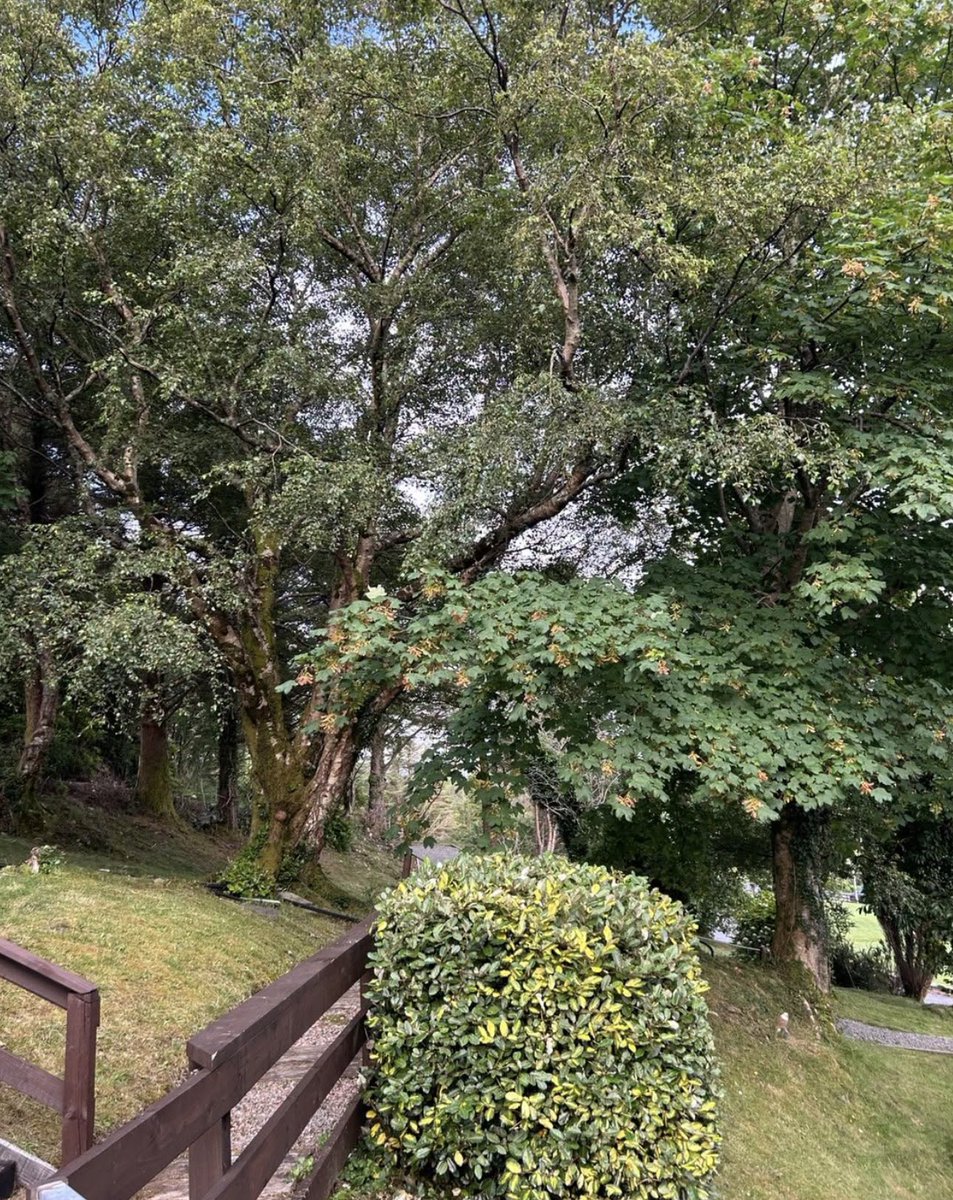 KylemoreHotel's tweet photo. It’s said Trees are calming for body and mind and we have many on our 5 acre situation https://t.co/AQ98y6wg3O