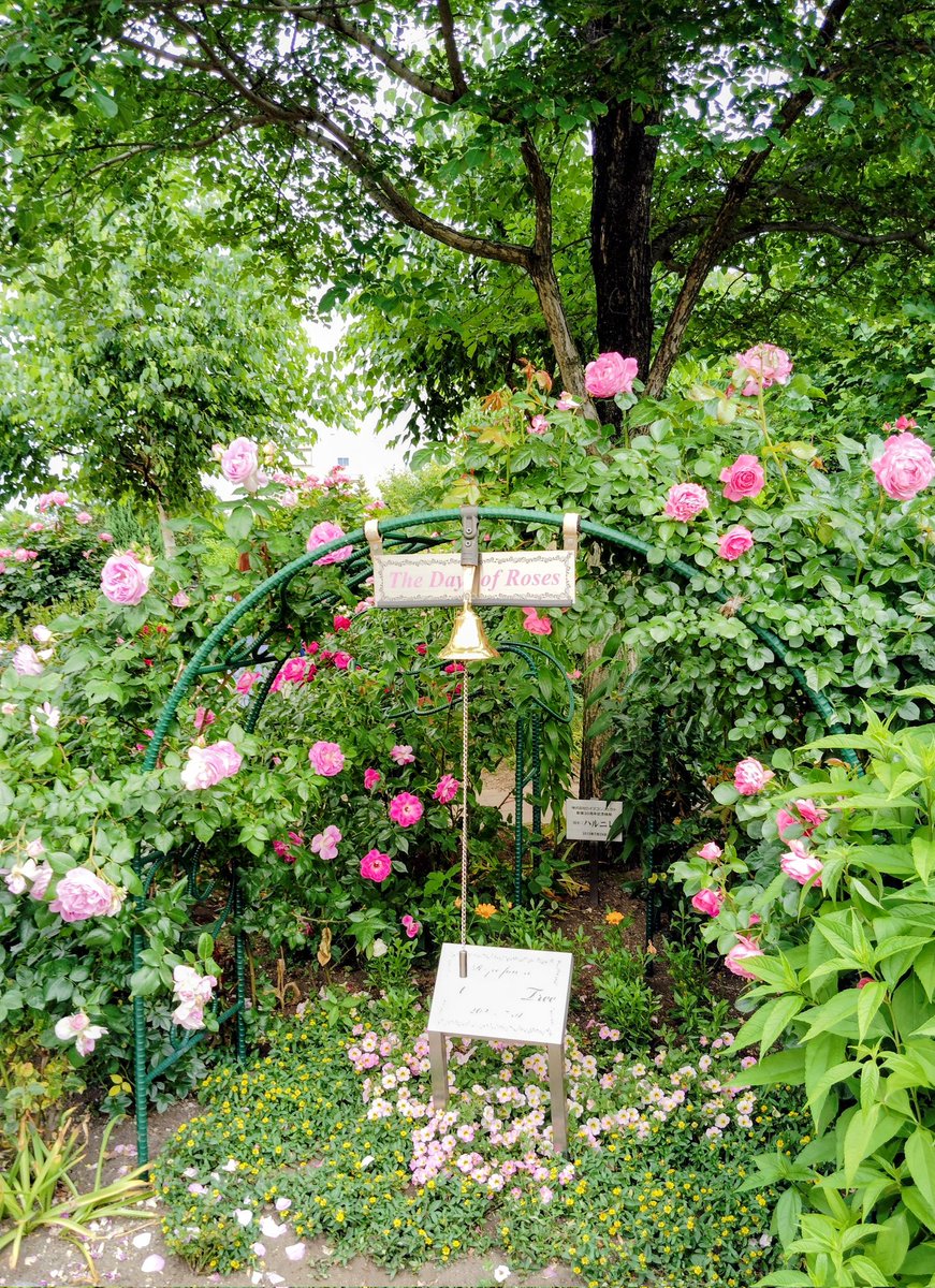 sushiudon3TU's tweet photo. Öhayoϋふらわぁ♪
チョコレートと薔薇の甘い香り🌹🍫

〜ロイズローズガーデン
 本社（札幌市あいの里） https://t.co/TEQUu2J4RN