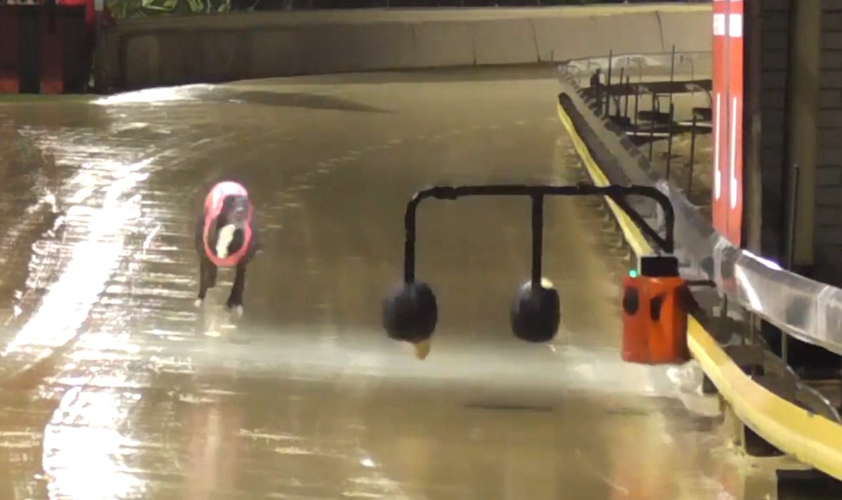 save_greyhounds's tweet photo. This is modern greyhound racing: Four dogs scratched, one dog injured and stops running, one dog finishes the race. On a wet and dangerous Ladbrokes track. Nowra, 5 July. To feed the global gambling machine. Pointless. https://t.co/3dkYz8lXIz