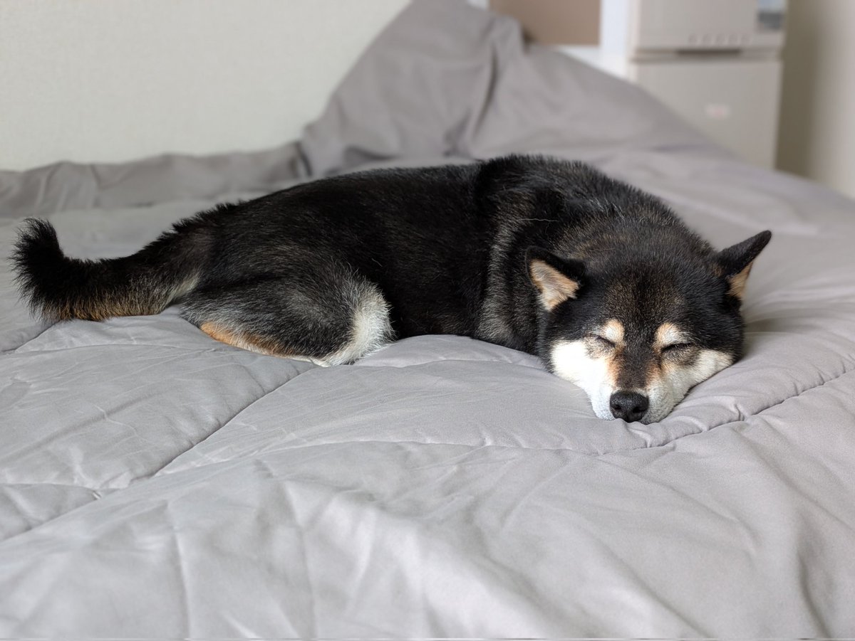 柴犬わさび＆くろ吉 (@aka_kuro_shiba) / Posts / X