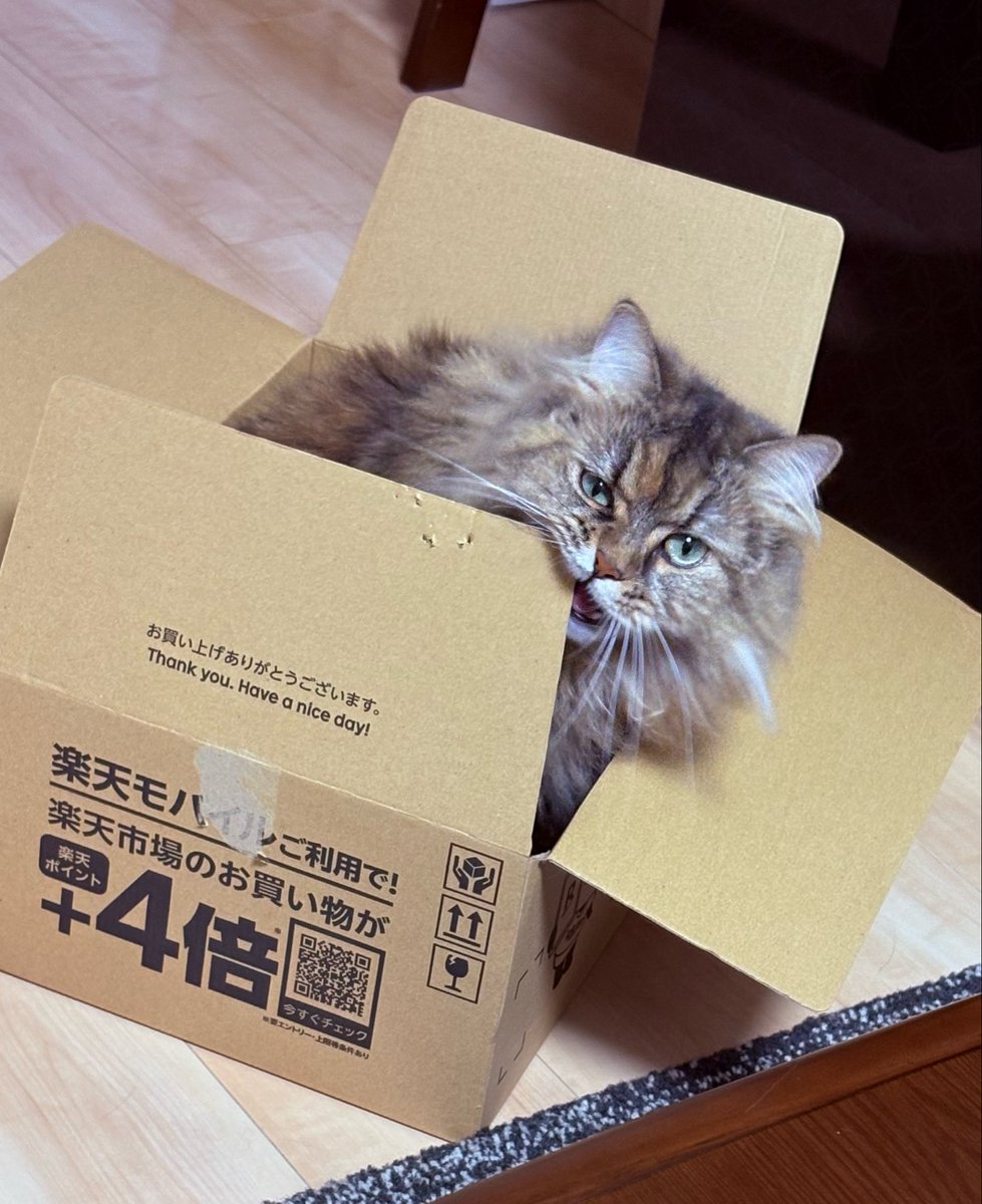 _anz0310's tweet photo. 段ボル。ｱｷﾞｱｷﾞ…
#猫のいる暮らし #ちびちび🫘 https://t.co/Kv8OTWc0BY