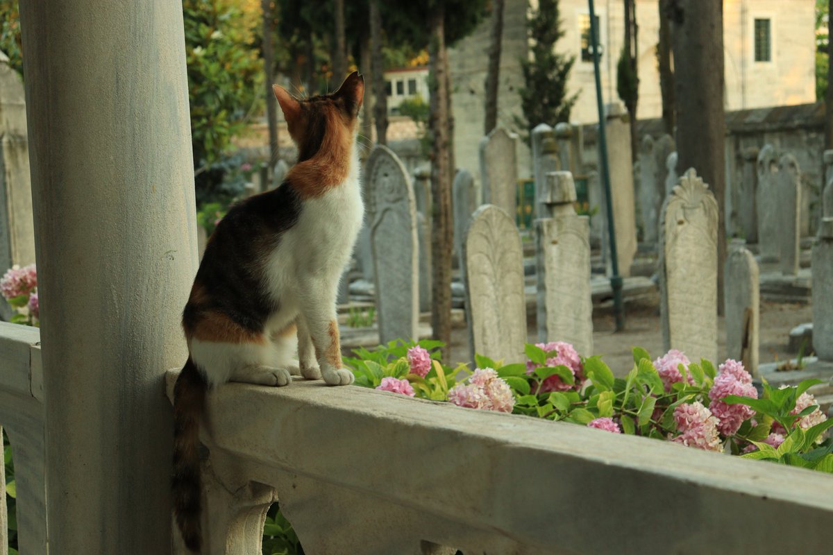 bilahza_'s tweet photo. Süleymaniye güzelliği 🍃 https://t.co/lL9CzXBKz4
