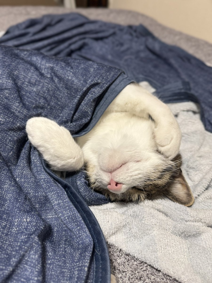 ぎんのねこ (@ginnonekoch) / Posts / X