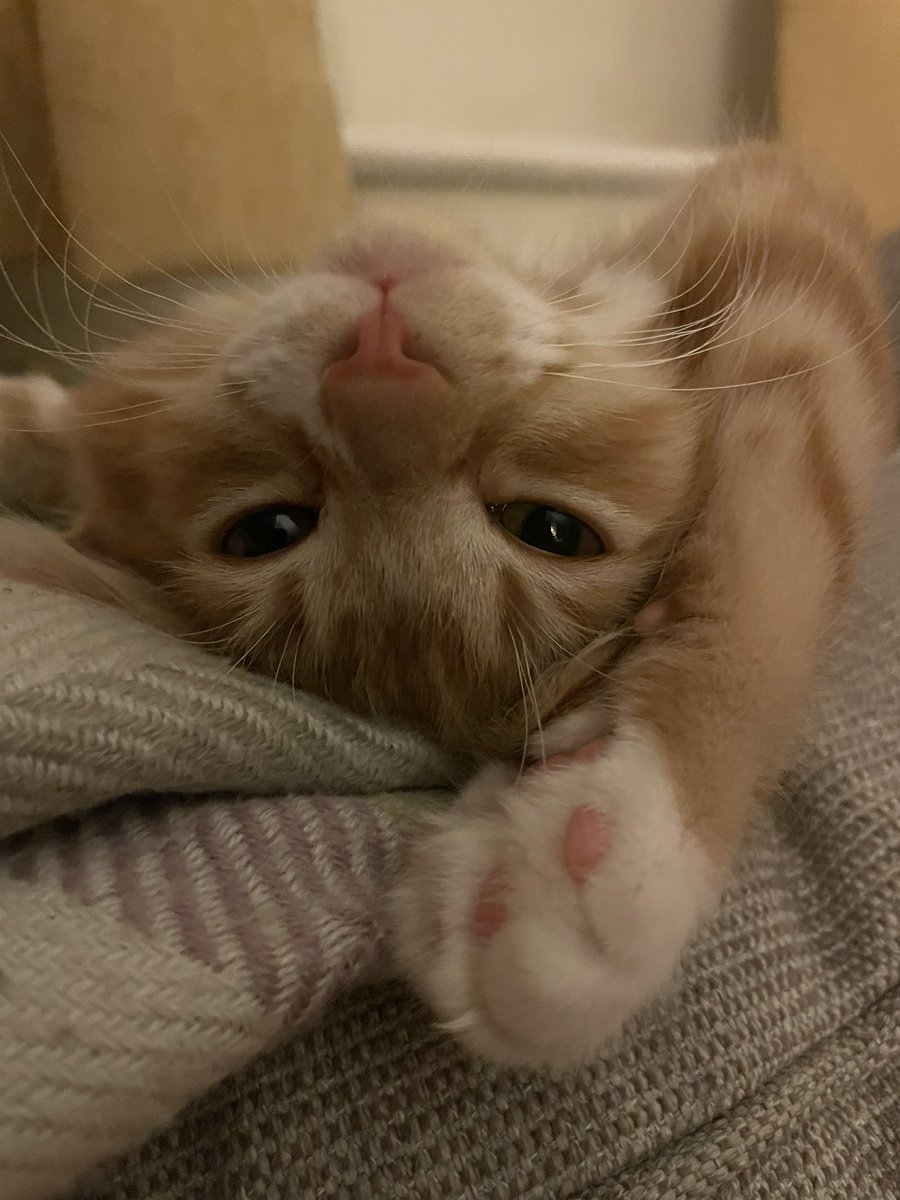 🍦Robyn🐈‍⬛ tweet media