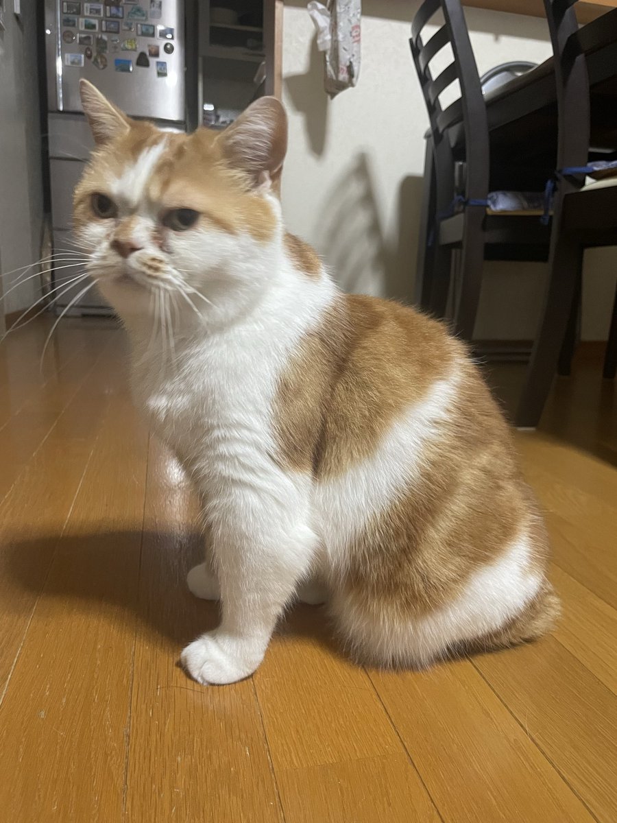 今週もよろしくです🐈 週中から暑くなるようです😭 #猫のいる幸せ𓏲𓎨