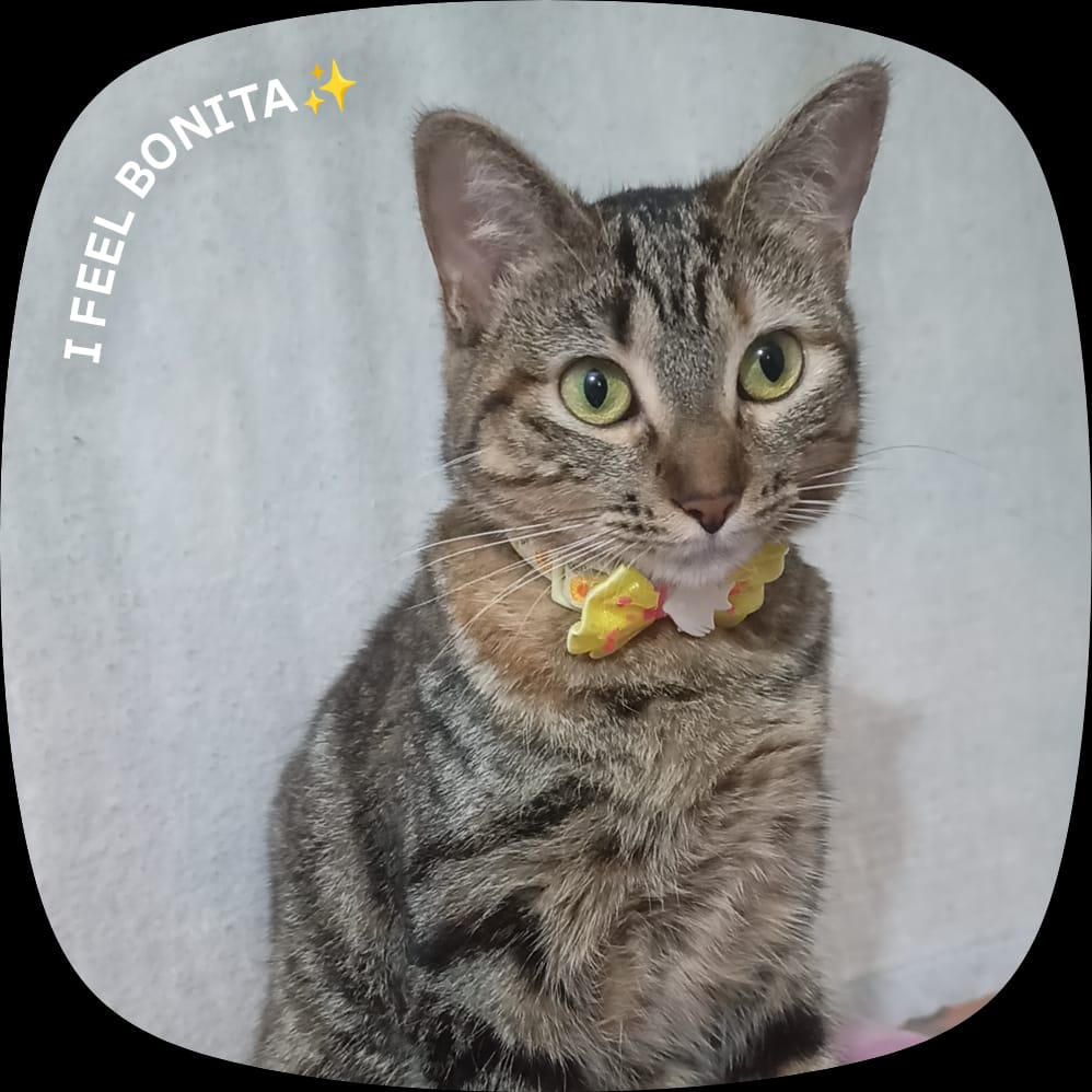 Lexican5's tweet photo. Hablando del 4 de Julio, el amor de la vida mía cumplió su primer añito🥺: https://t.co/r1JJu8rOdD
