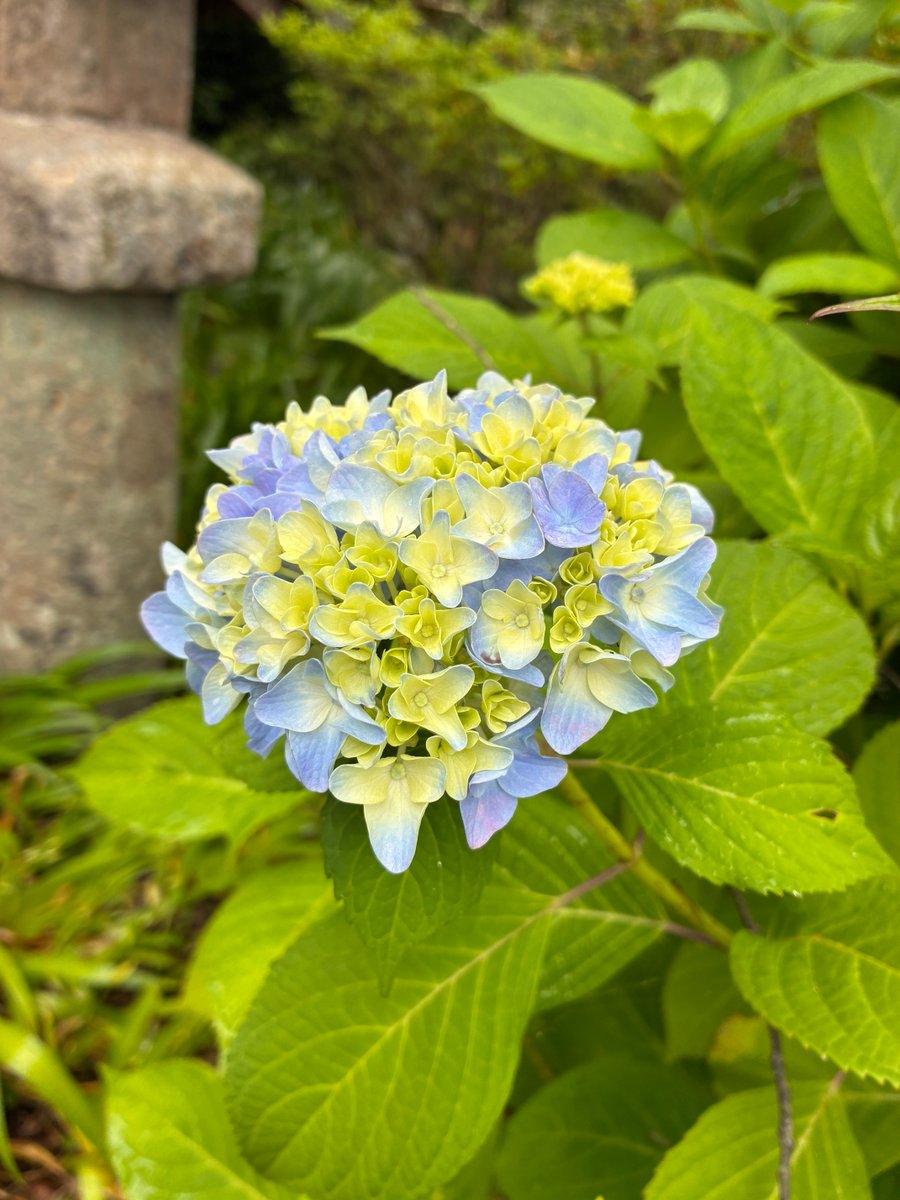 NHana2019's tweet photo. おはようございます😃
前山寺の可愛いお花達

アジサイ
ホタルブクロ
オダマキ
ユキノシタ
池の周りにはアヤメ
ハコネウツギ
ヤマユリ（��）
ツツジ��
古寺の静かな佇まいに
似合った優しいお花達が
見られ心洗われました^o^
🌺🌼🌸🥀🪷🥀🌸🌼🌺 https://t.co/BB6Gme32OF