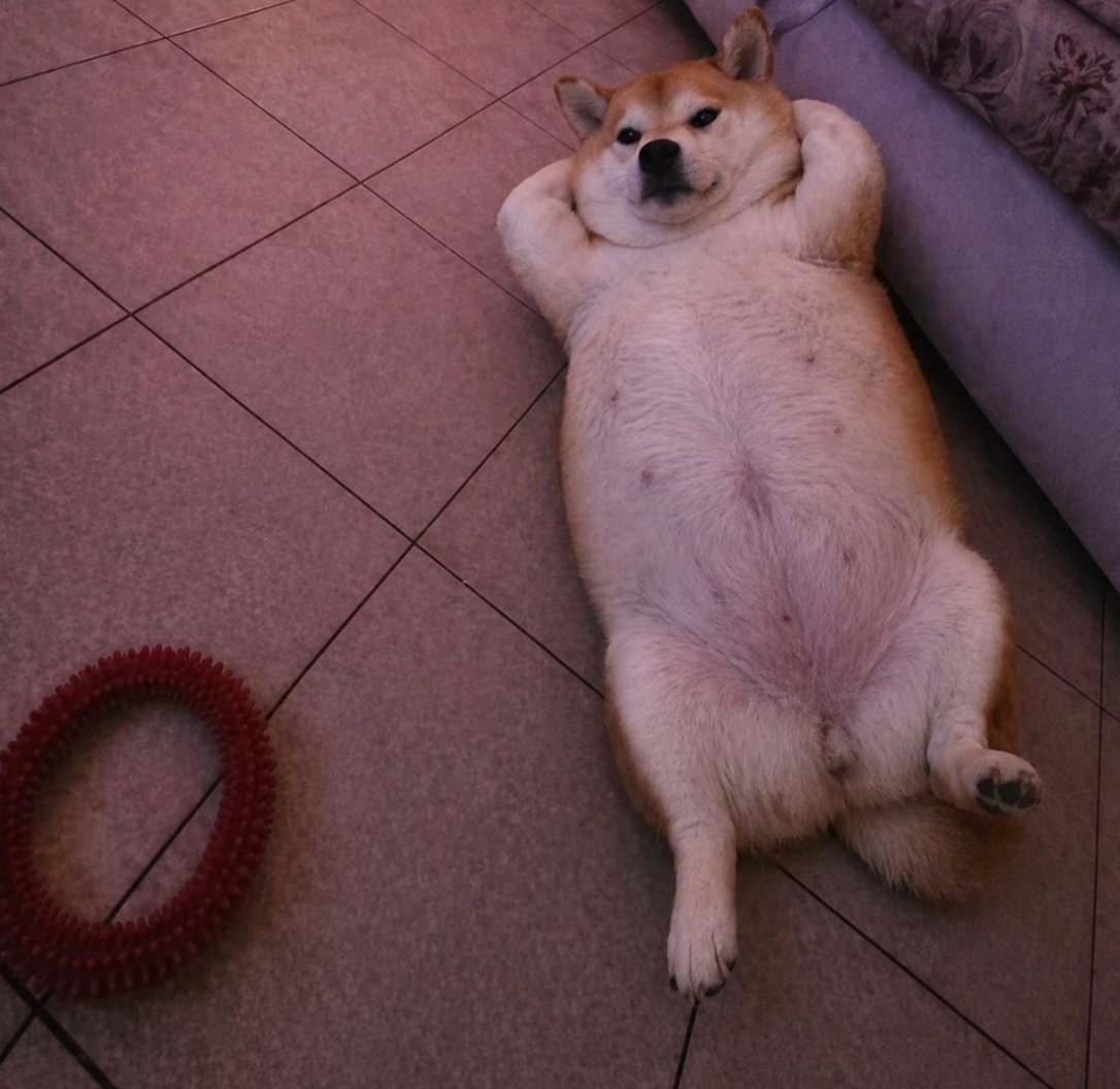 bebitanton's tweet photo. Found a simple animal narra since the trenches are filled with slop  
This dog named 황식빵 (Bread) is going giga viral on x and Instagram and the owner uses him with every meme and trend!
Lets bring 2024 Solana back with a good ol' shiba inu!
https://t.co/ux05tVNRBV https://t.co/BBdsAsZ4C8