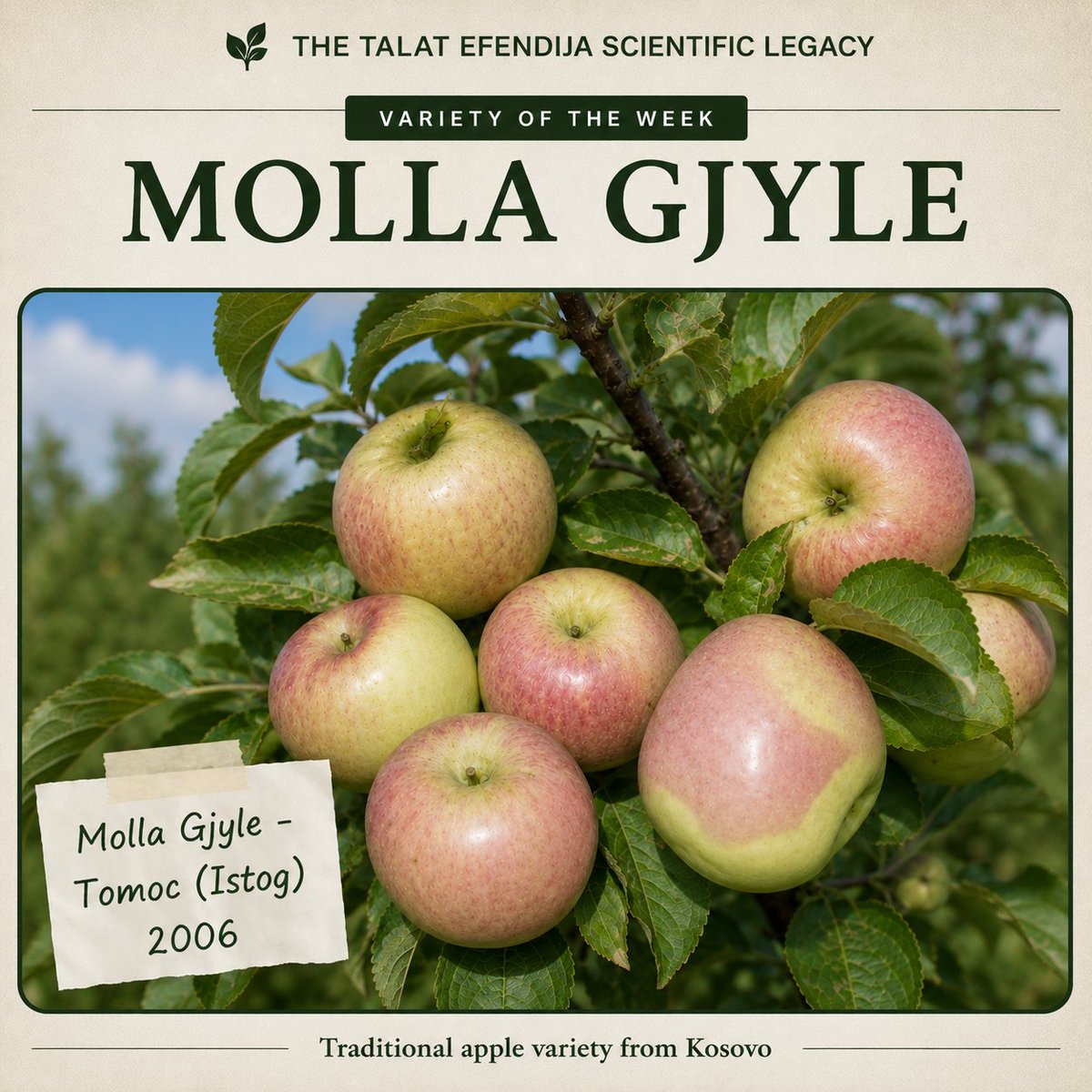 NoraGola1's tweet photo. 🍎 Variety of the Week: MOLLA GJYLE

Documented by Prof. Dr. Talat Efendija in Tomoc, Istog (2006), this traditional apple is part of Kosovo's remarkable fruit heritage.

#ScientificLegacy #Biodiversity #Kosovo https://t.co/XQ9AcLJT2V