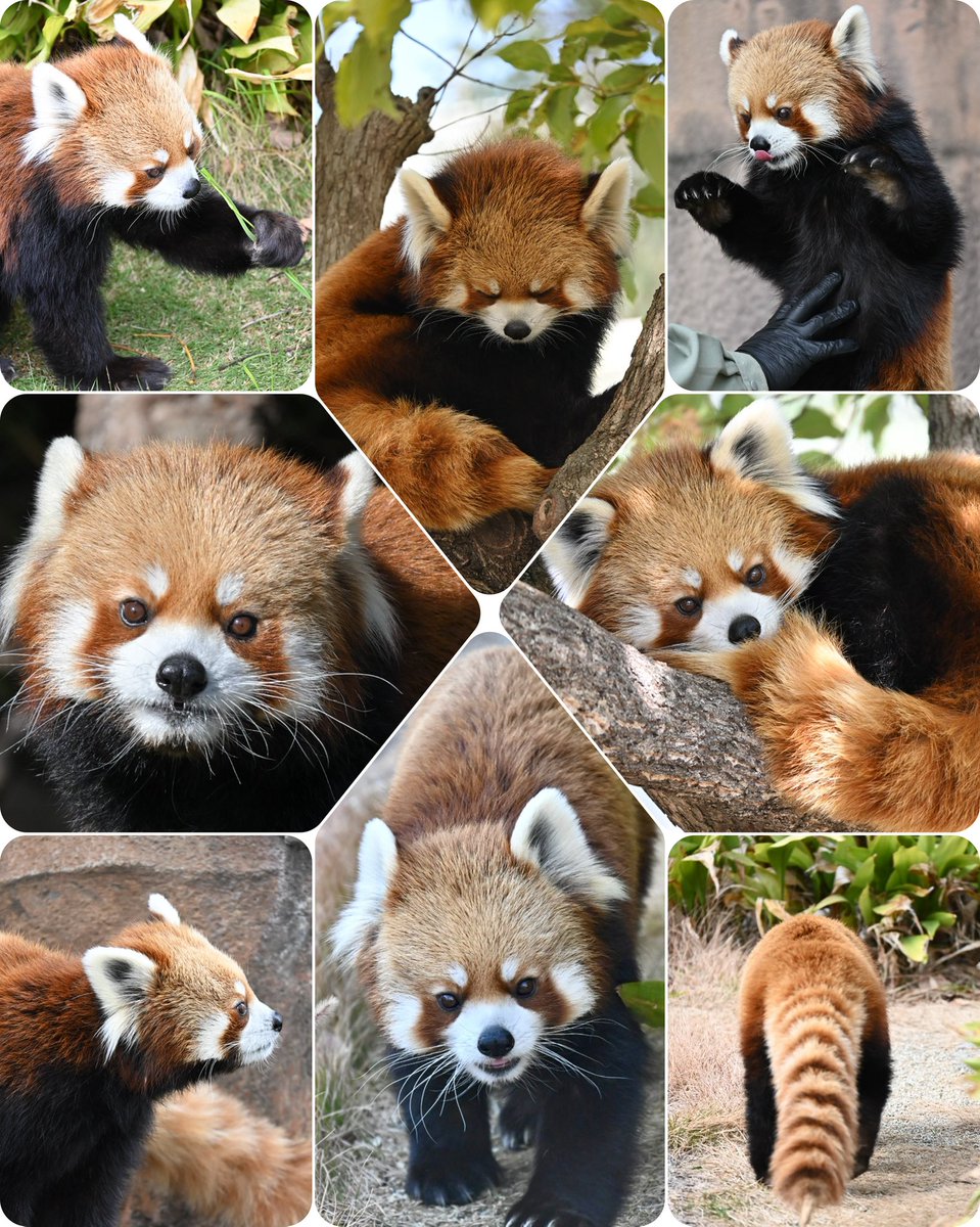 hapi_koala's tweet photo. ジャズくんお誕生日おめでとう🎂🐾🎶
（メロディちゃんも、おめでとう🎉お写真なくてごめんね🙏😢）
健やかで楽しい毎日でありますように❗️変わらず元気いっぱいで過ごしてね💓
 #ジャズ #レッサーパンダ #王子動物園 https://t.co/QAhT5oTGAA