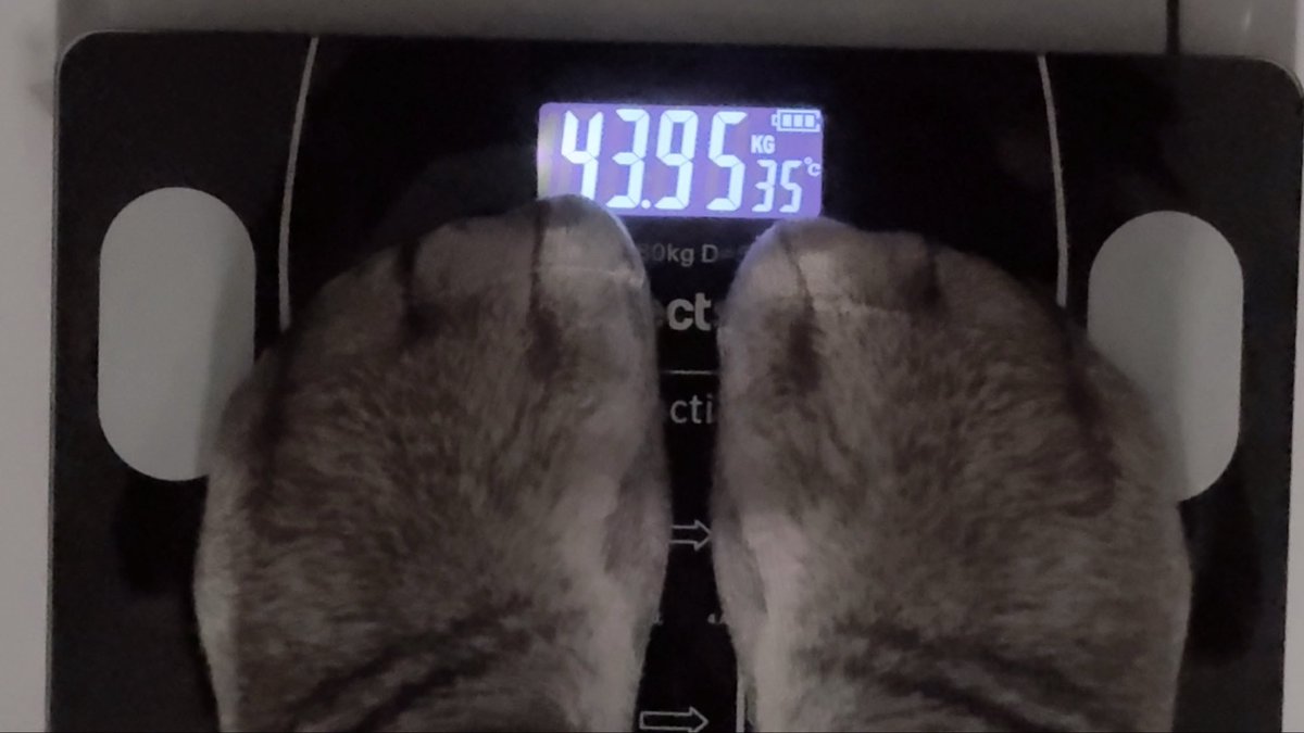 waiifwu's tweet photo. Ok after Destroying 2 large fries and nuggets and half
of a Big mac https://t.co/xnhA7YTlPc