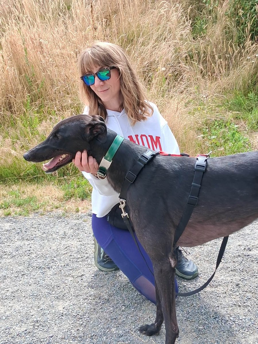 GPIGreyhounds's tweet photo. GPI Sunday Available Dog Report ~
Brightwater walk with JONATHAN, JIMMY, BEN, ANNIE, IGOR and TINA. Alumni Rami joined along. A lovely outing. Beth stayed behind to spend time with ALFIE. I took new arrival CAESAR for a walkabout to the kennel park. He was unsure about   /1 of 2 https://t.co/qxpj1p56Vz