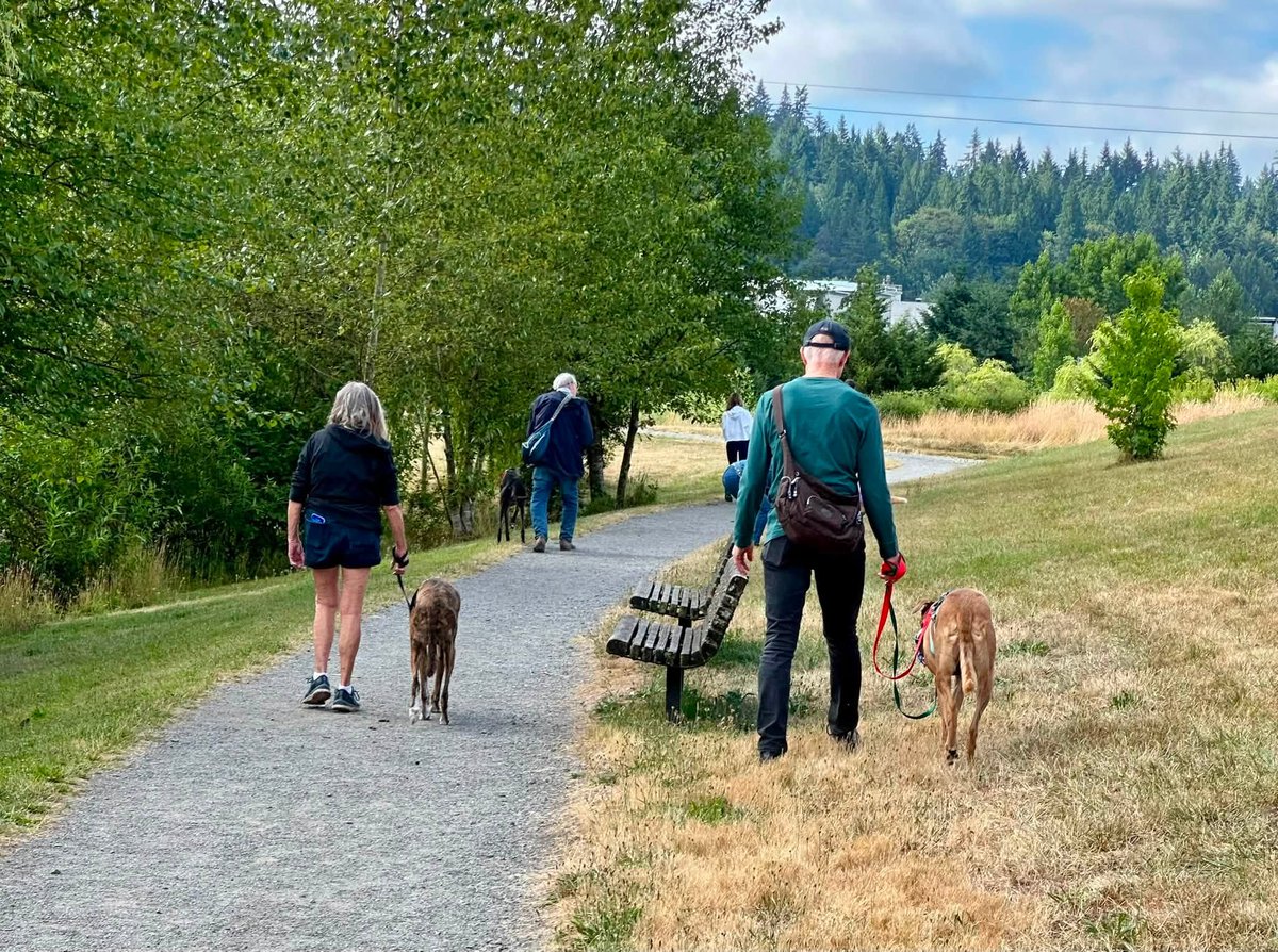 GPIGreyhounds's tweet photo. GPI Sunday Available Dog Report ~
Brightwater walk with JONATHAN, JIMMY, BEN, ANNIE, IGOR and TINA. Alumni Rami joined along. A lovely outing. Beth stayed behind to spend time with ALFIE. I took new arrival CAESAR for a walkabout to the kennel park. He was unsure about   /1 of 2 https://t.co/qxpj1p56Vz