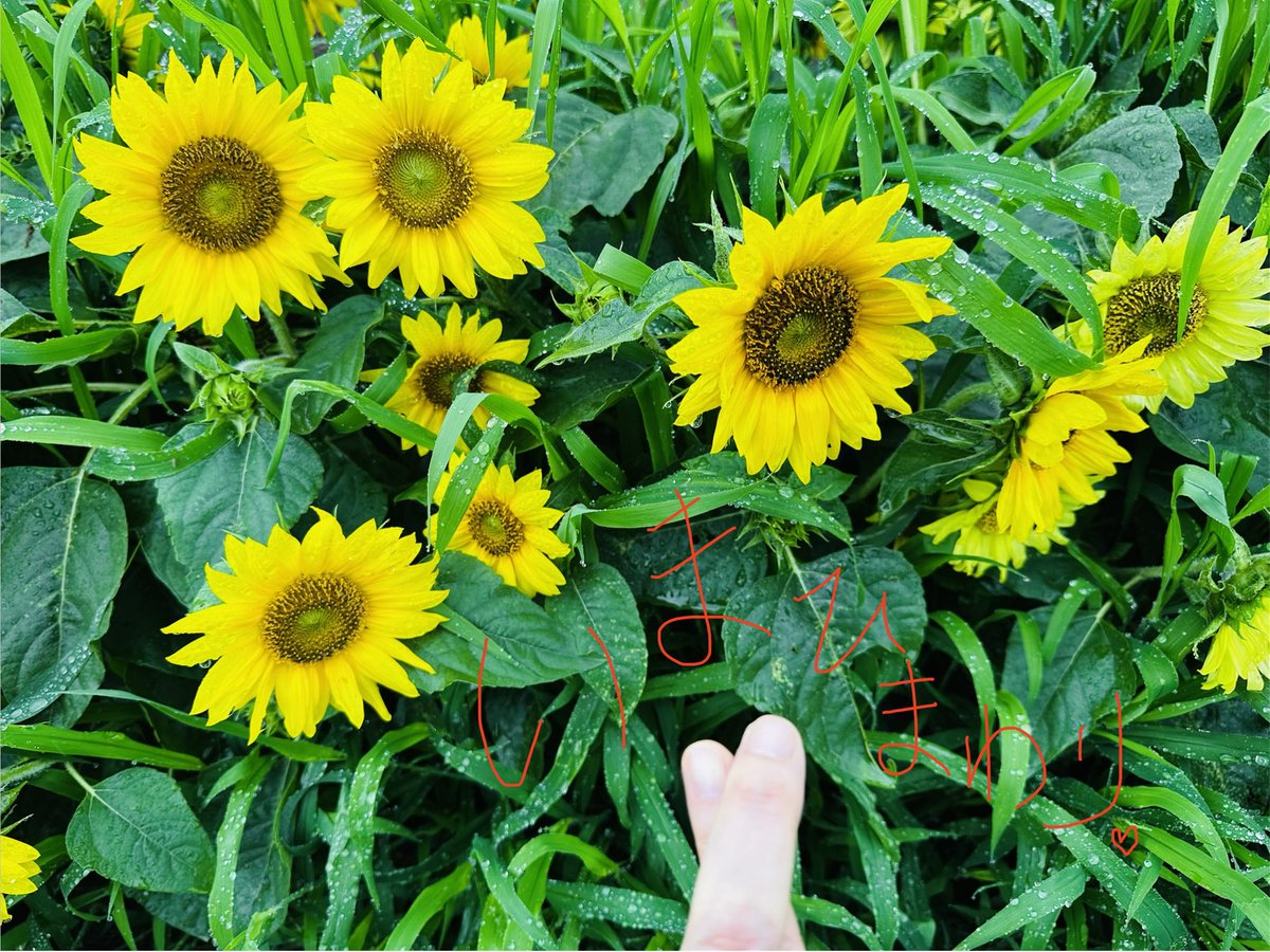 Toshlofficial's tweet photo. おはよう！
いま　にゃんくんと散歩中
いま　僕のこころ　みつけたょ
ありがとう　感謝　開く　朝　しあわせ
いってらっしゃい♪😘 https://t.co/TiJ7ZppcYp