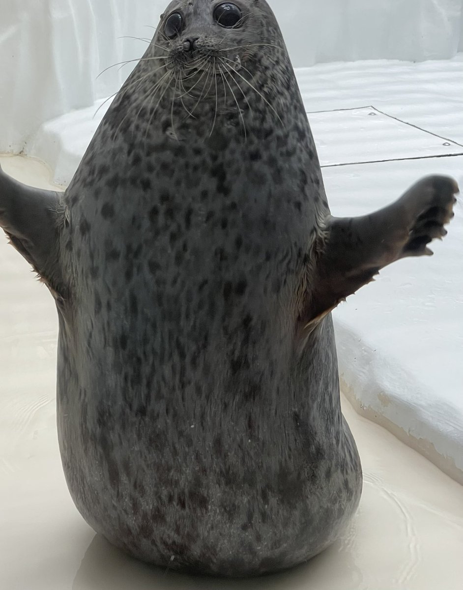 0k0me_daisuki's tweet photo. ユキちゃん🦭
（2026.07.05）

#海遊館  #ワモンアザラシ https://t.co/x4thajbQhi