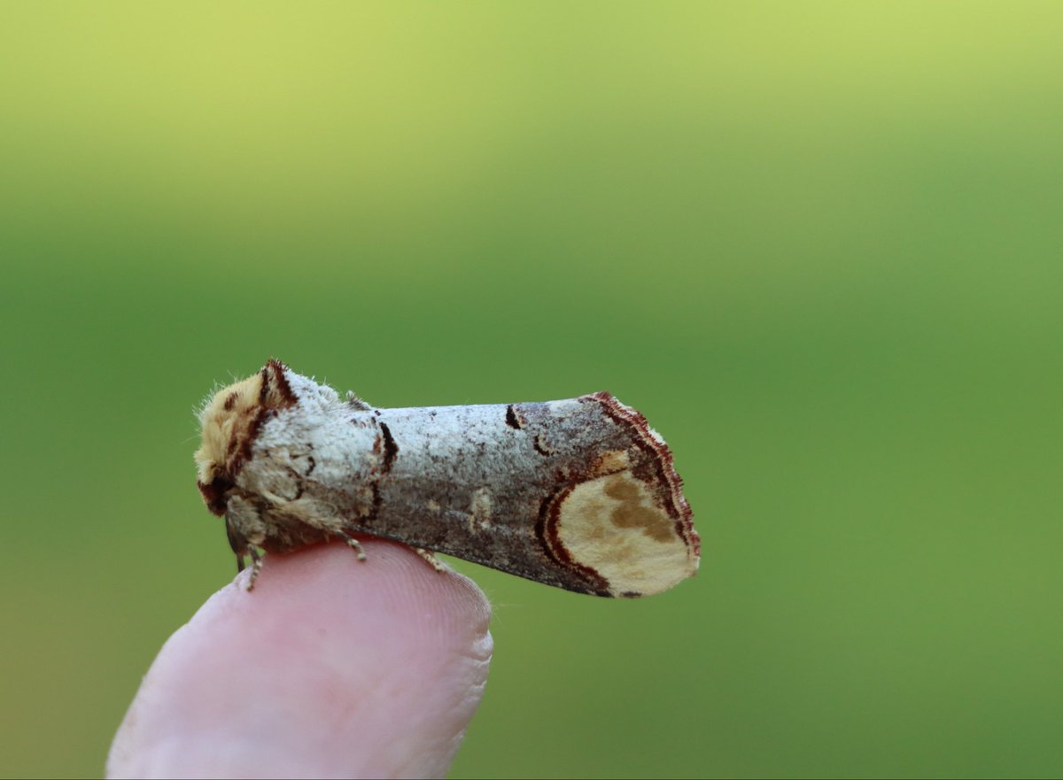 attjemeekma's tweet photo. Deze blijft zo bijzonder mooi om ‘S morgens in de LEDemmer te vinden! De #wapendrager. Op het eerste gezicht een afgebroken berkentakje, maar bij nader inzien een prachtige nachtvlindersoort 🦋🌙

#insectenopdeboerderij
#BIMAG
#boeren_monitoren_insecten https://t.co/eGTN51XWTx