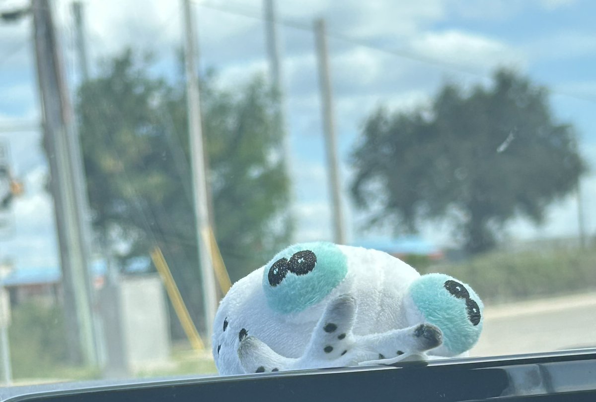 Cephalorock's tweet photo. My co-pilot (we’re at a red light)
Also I don’t have this plushy anymore, if the shop does well in the future and people want it, I could have it restocked (maybe)
#smollusk #splatoon #sideorder https://t.co/55csK0ZIkj