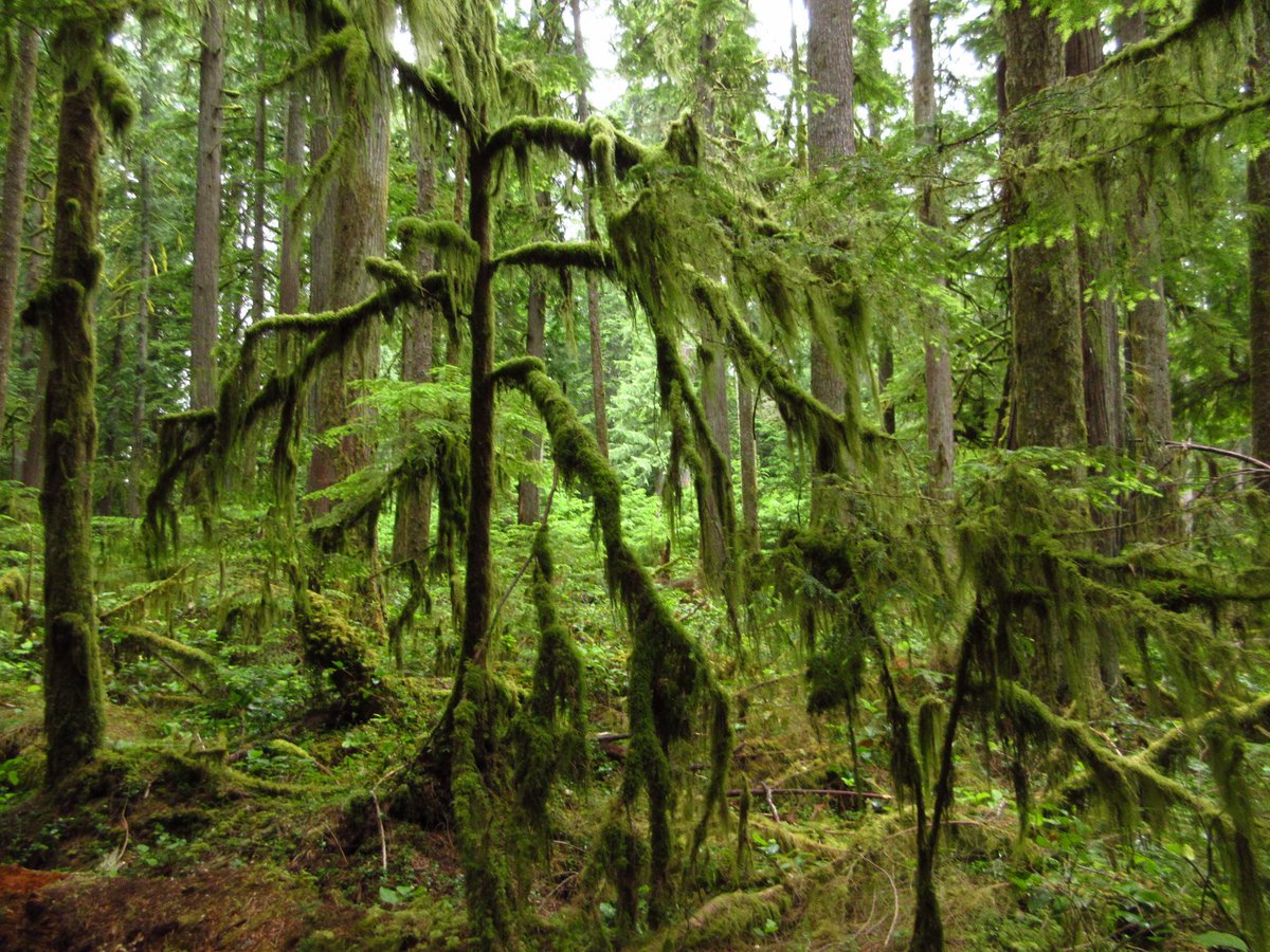 seaboundheart's tweet photo. give me endless greens and i’m home https://t.co/ZlVFAyekgr