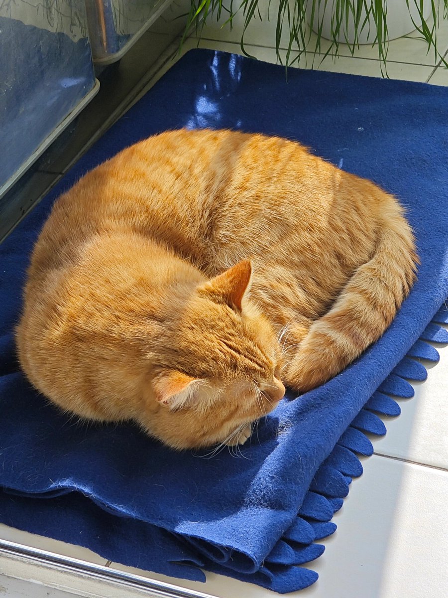 hiinadhd's tweet photo. My little fluffball curled up in my lap while I worked today—best work buddy I could ask for, pawsitive vibes only!， https://t.co/f0eeFEPjeI