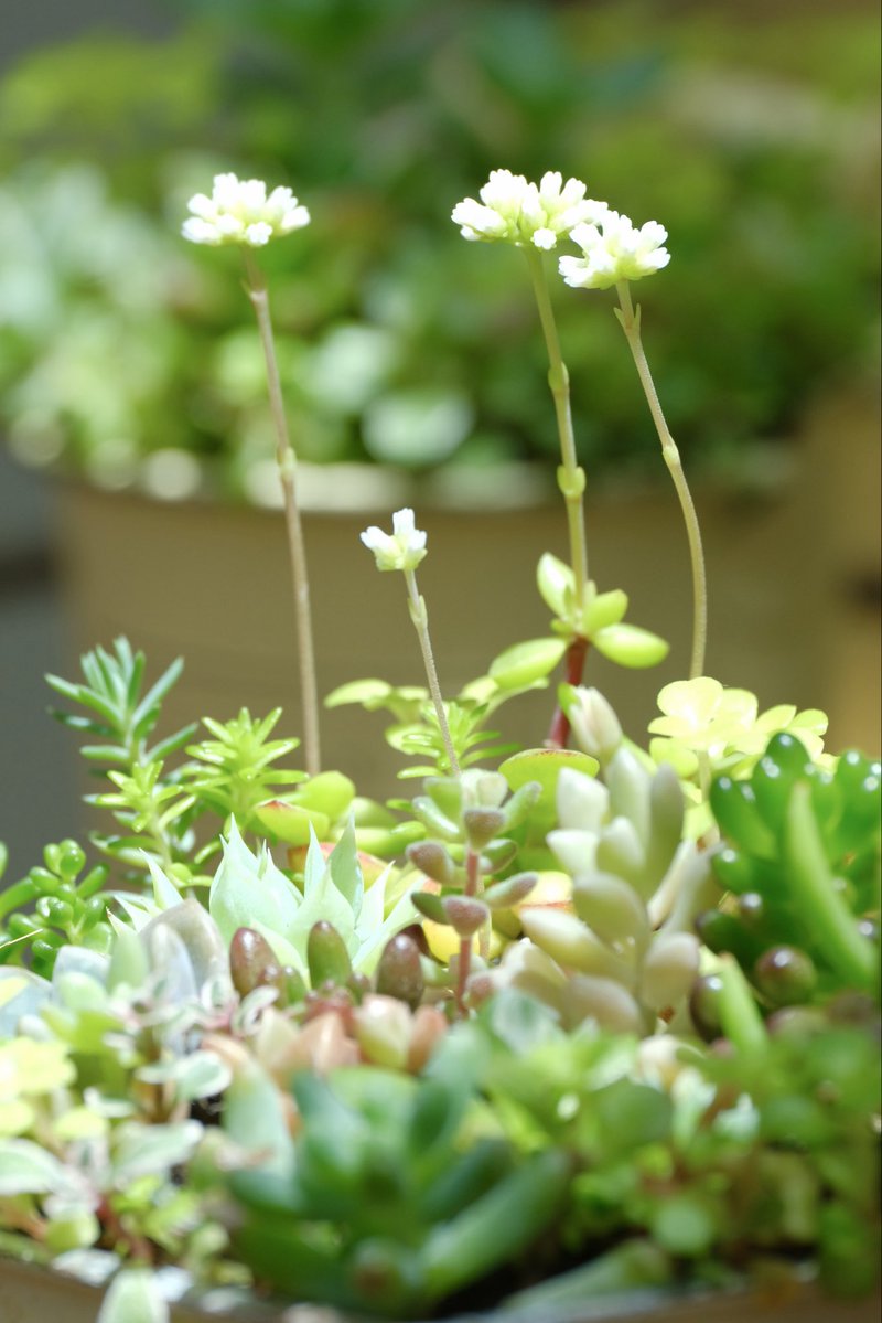 おはようございます(* 'ᵕ' ) 昨日の雨の日曜日☔🐸🎶 お家で多肉植物
