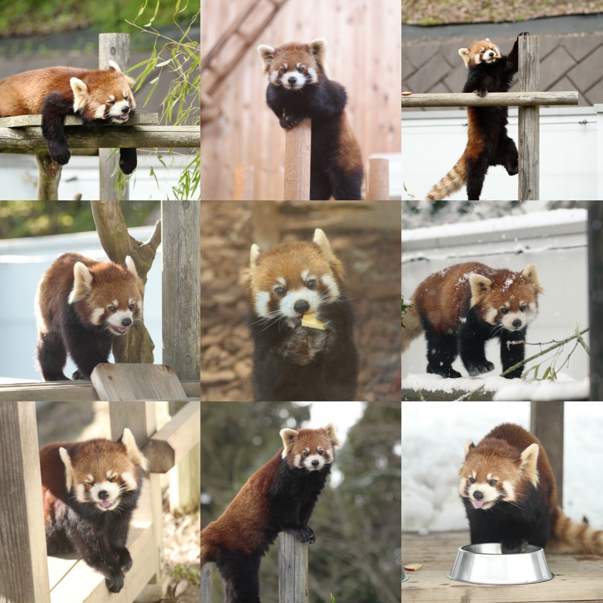 レッサーパンダ