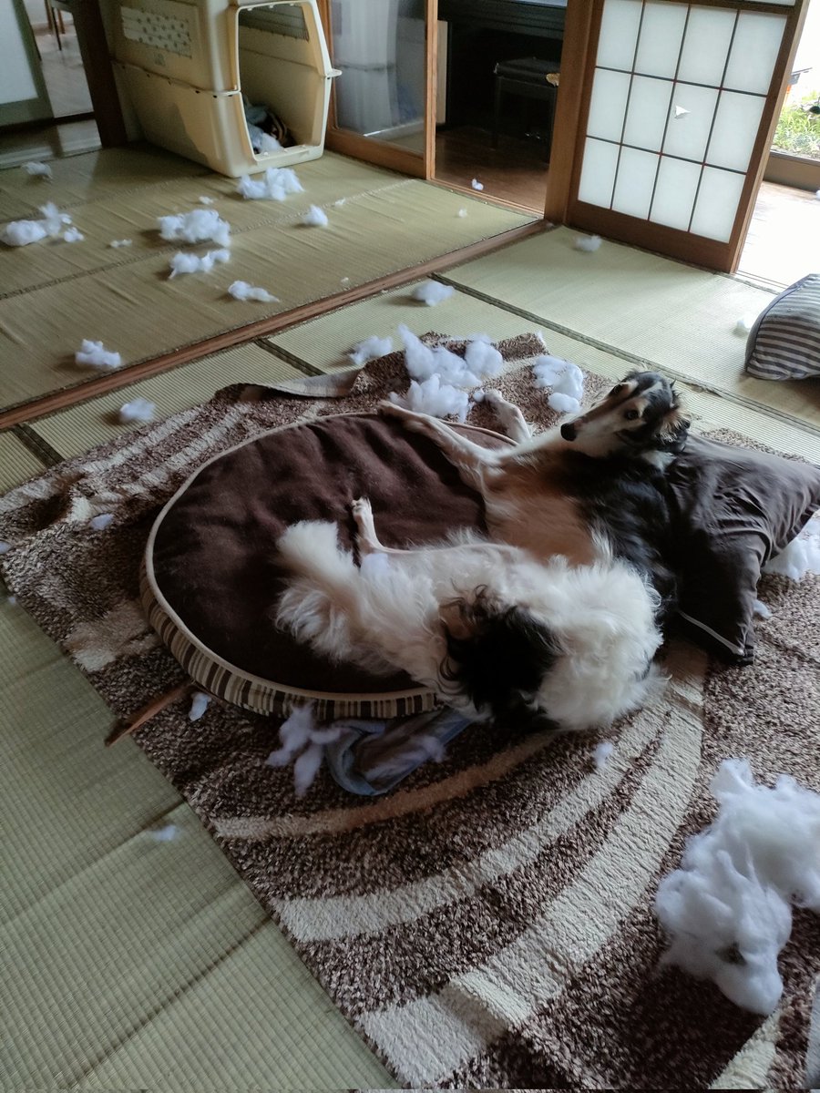 goodboy_max's tweet photo. 大雪警報… https://t.co/DkrBBiotYX