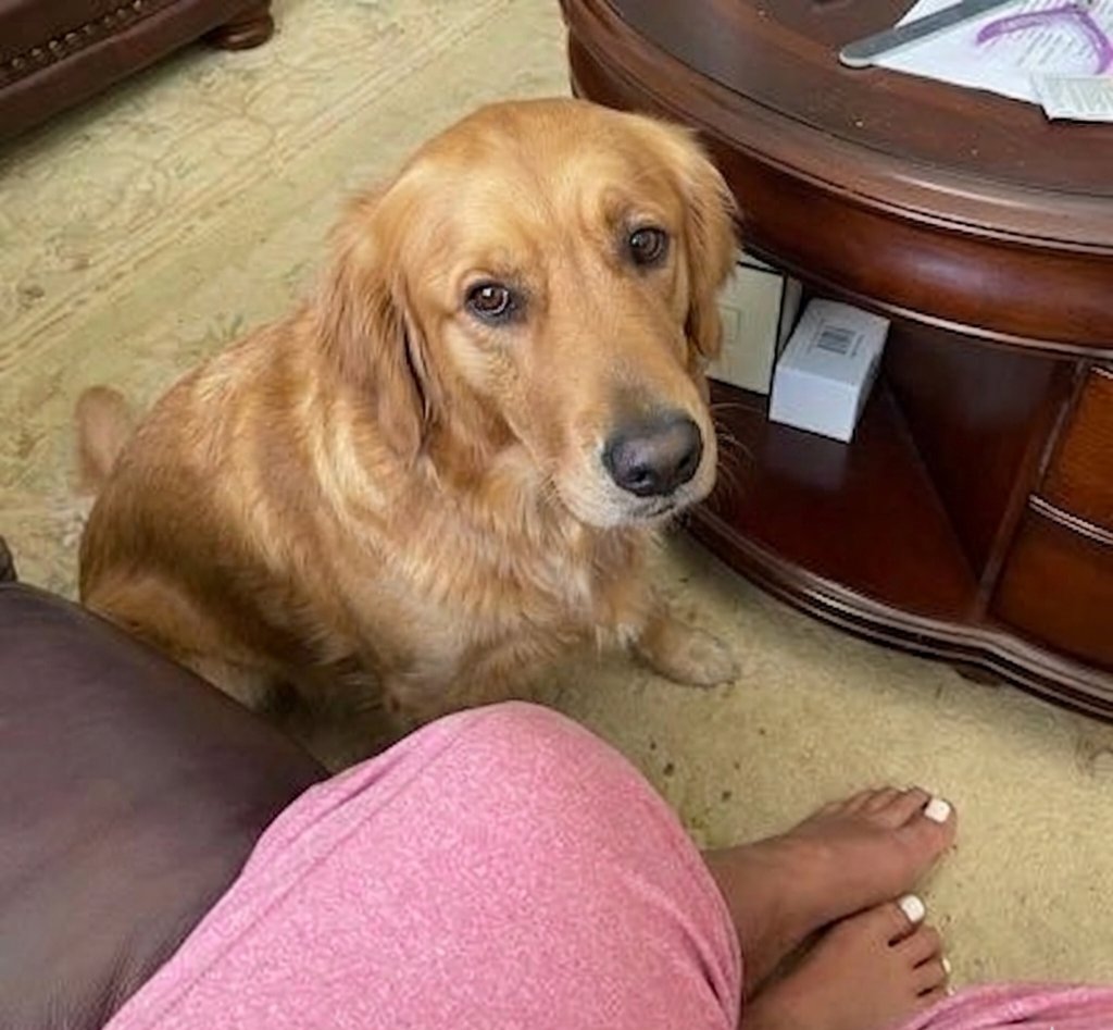 Ariana754175's tweet photo. #zoophillia #knottylife 
 #dogknot 
 #zoophiletwt
#zootwt 
#jjk242spoilers
Hello K9 lovers
DM on telegram 👇👇👇👇
https://t.co/T0nRoPdscV https://t.co/DPWtD5aXpA