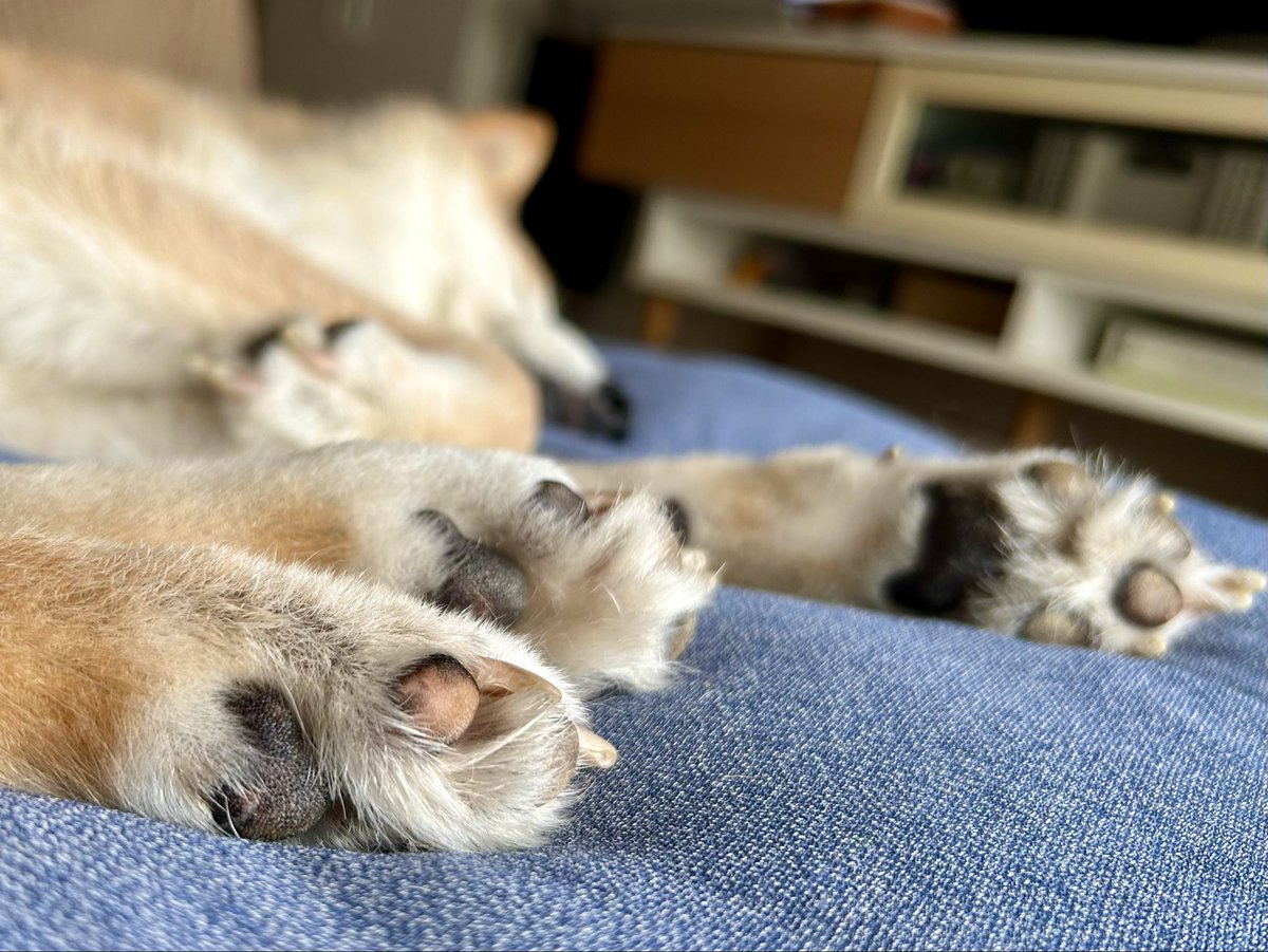 shibagin2012's tweet photo. #柴犬　#柴犬を崇めよ https://t.co/dagrykOh6X