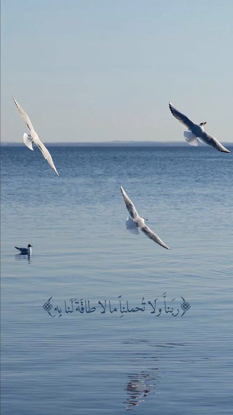c4_yos's tweet photo. ثق :
كل دعواتك ستراها كفلق الصبح مُشرقة 
ما دمت أنك تسأل ربُُّ حكيم قدير 
- الوتر 🤍
#الوتر 
 #اسعد_اللحظات
#كاس_العالم_٢٠٢٦ https://t.co/6TUmPspLVm