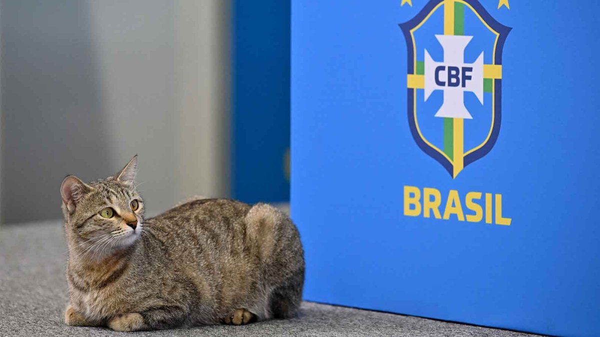 CervezaTipo's tweet photo. Un año mas...

El gato ataca de nuevo https://t.co/gSUIKRwzyx