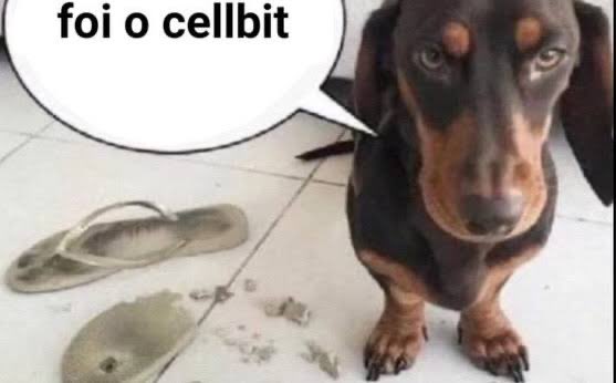 who1slally's tweet photo. culpa do cellbit https://t.co/vYbw7tzF2k