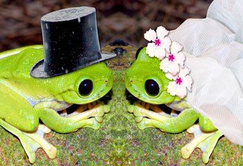 nocontextfrogs's tweet photo. https://t.co/VF7z7X9KyH
