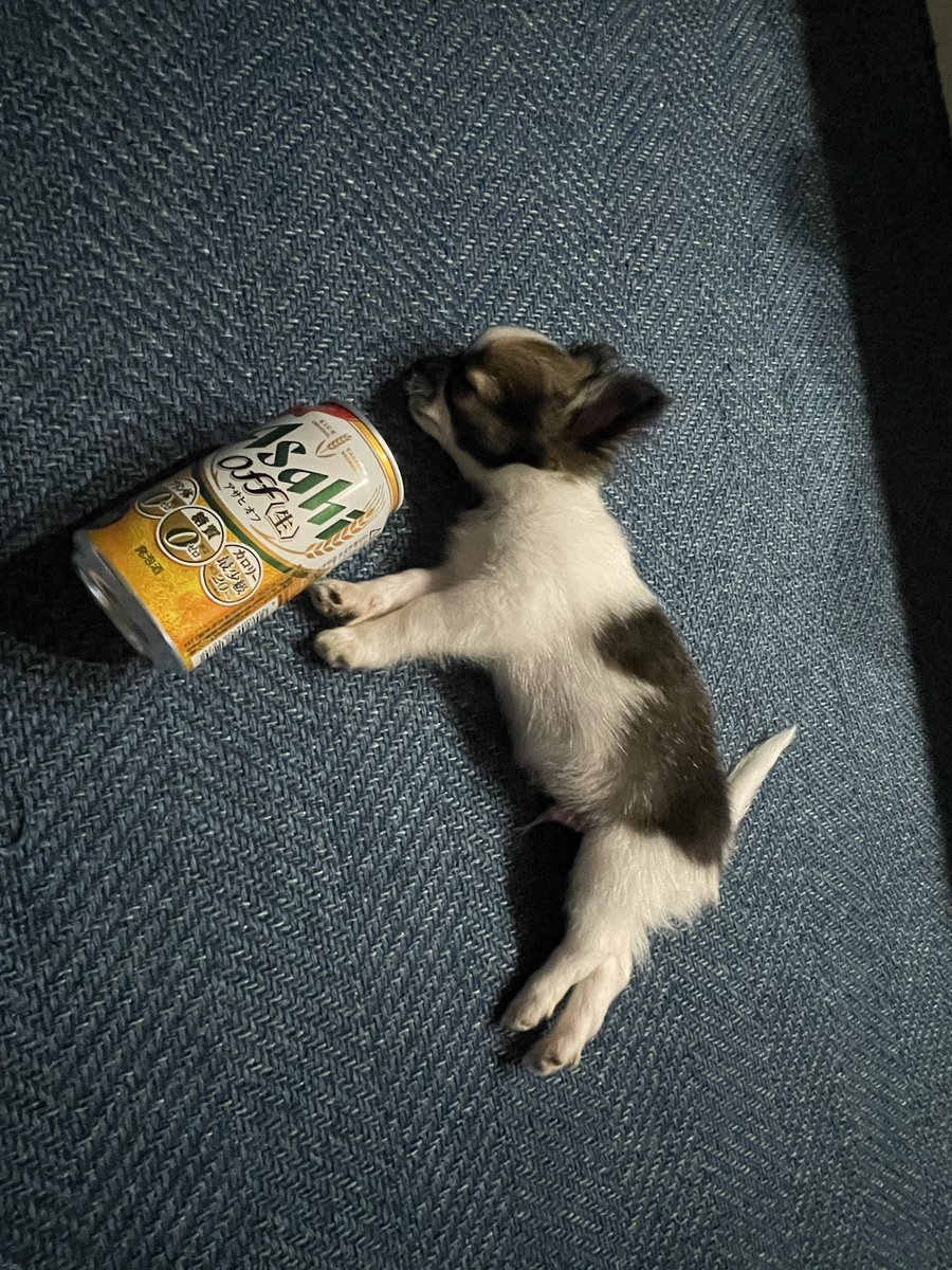 shunta0607's tweet photo. 暴れん坊将軍🍺🍺
ひと暴れして
呑み潰れてパパの横で就寝🐶💤💤

#チワワ https://t.co/jrdKkvYeN2