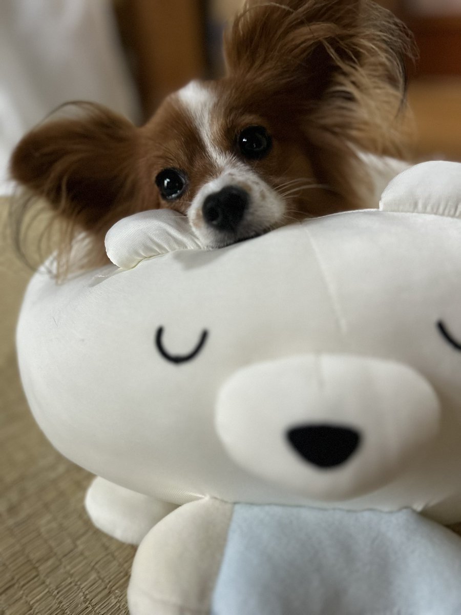 パピヨン